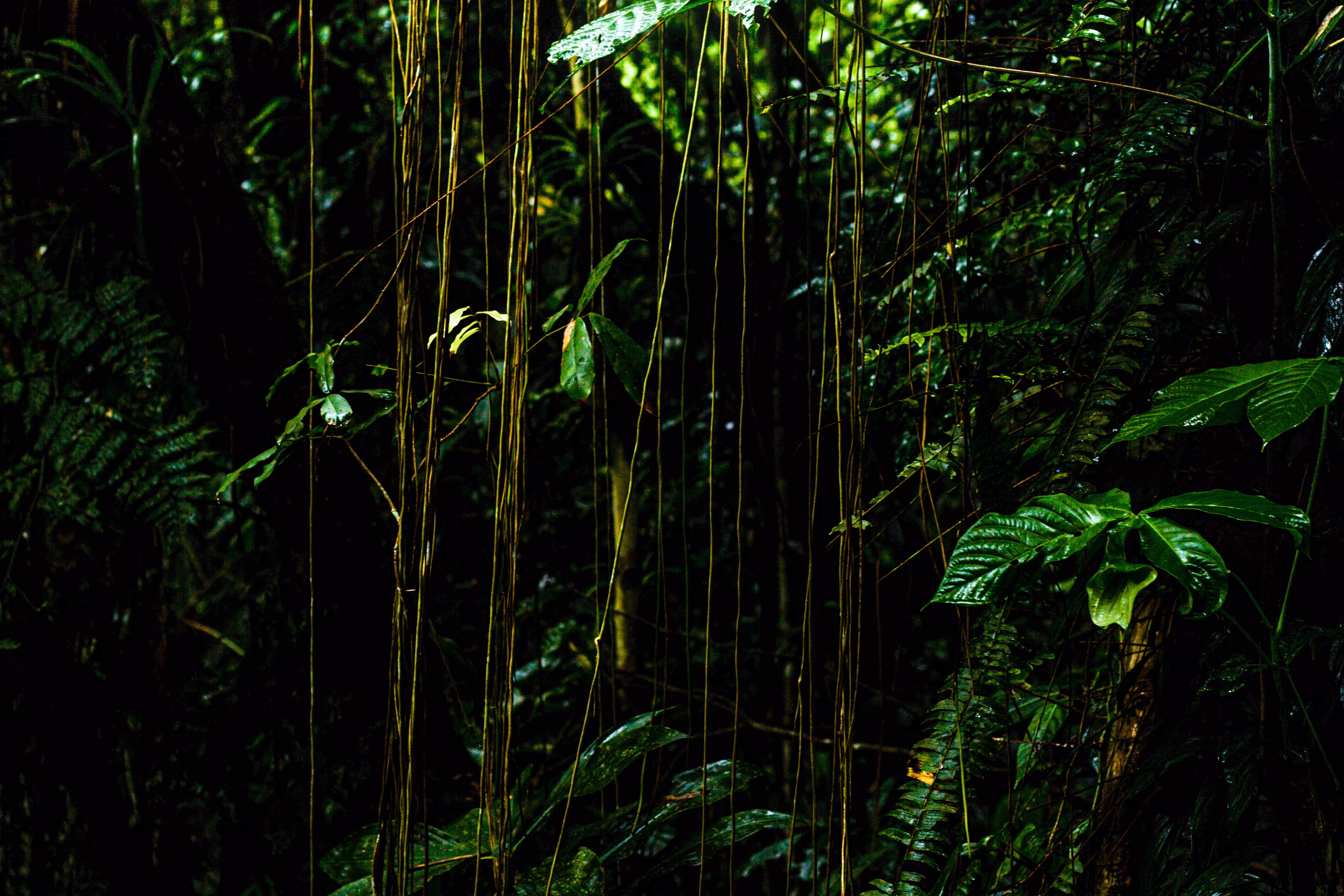 standing forest