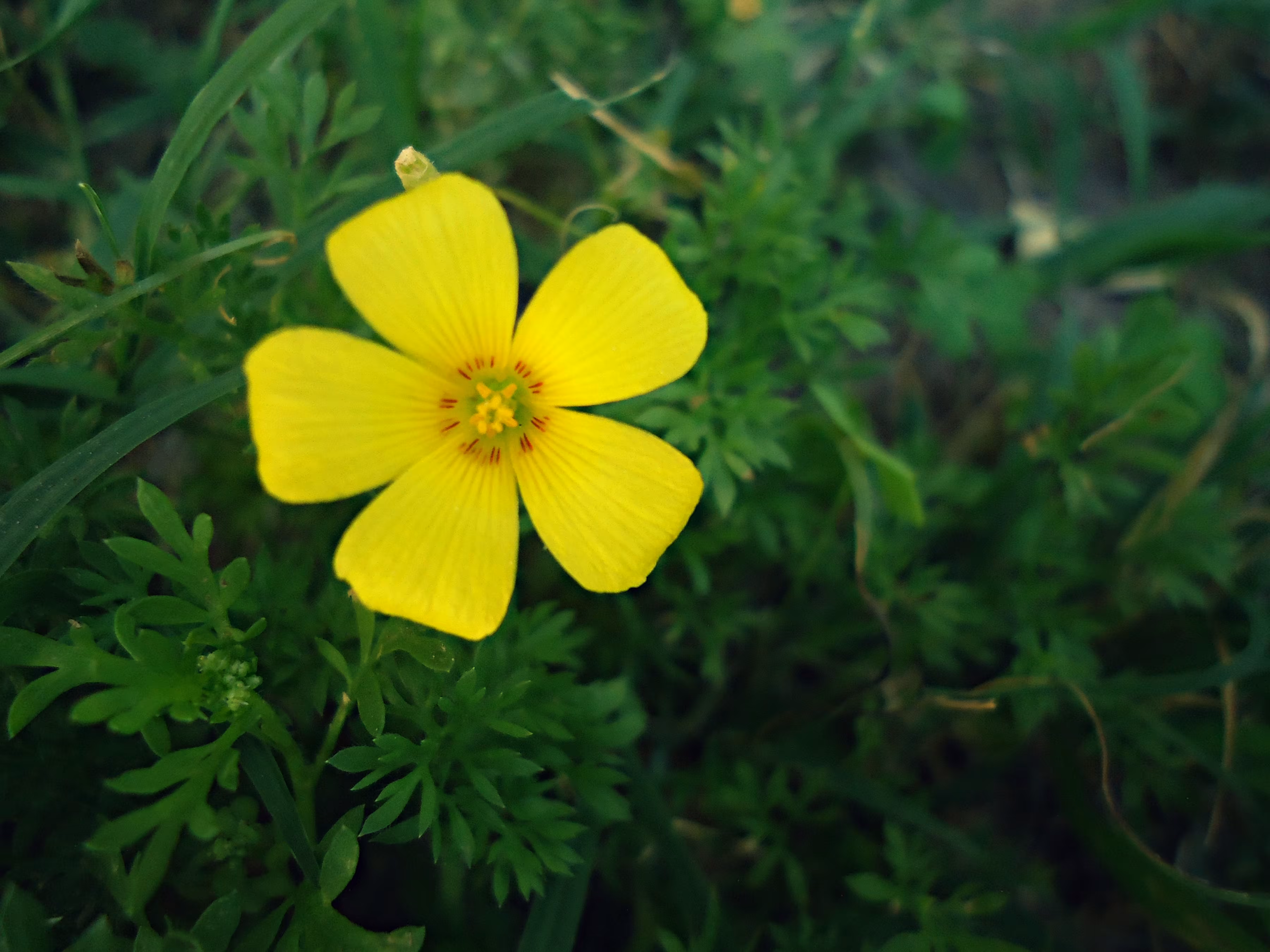 Oxalis I