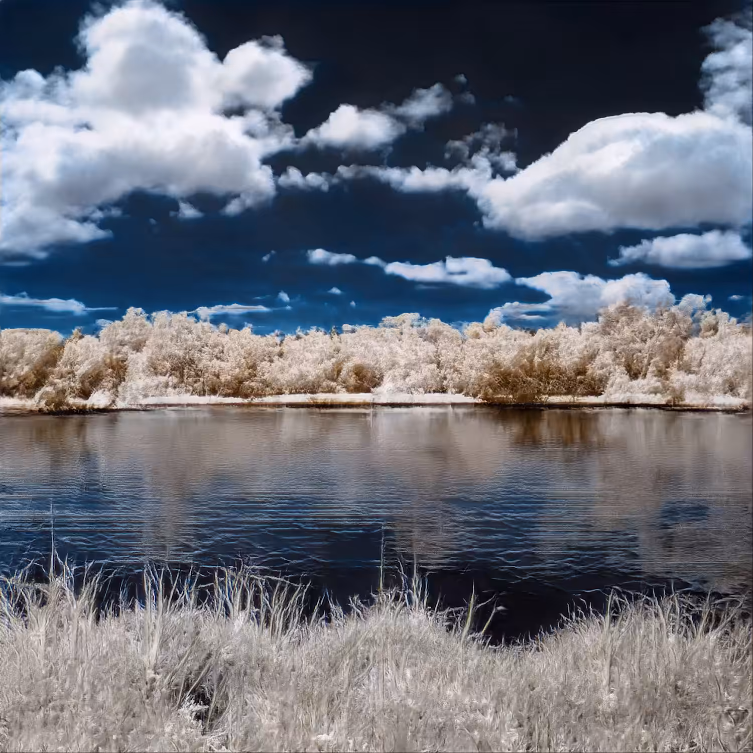 Infrared Dreams: Inflorescence