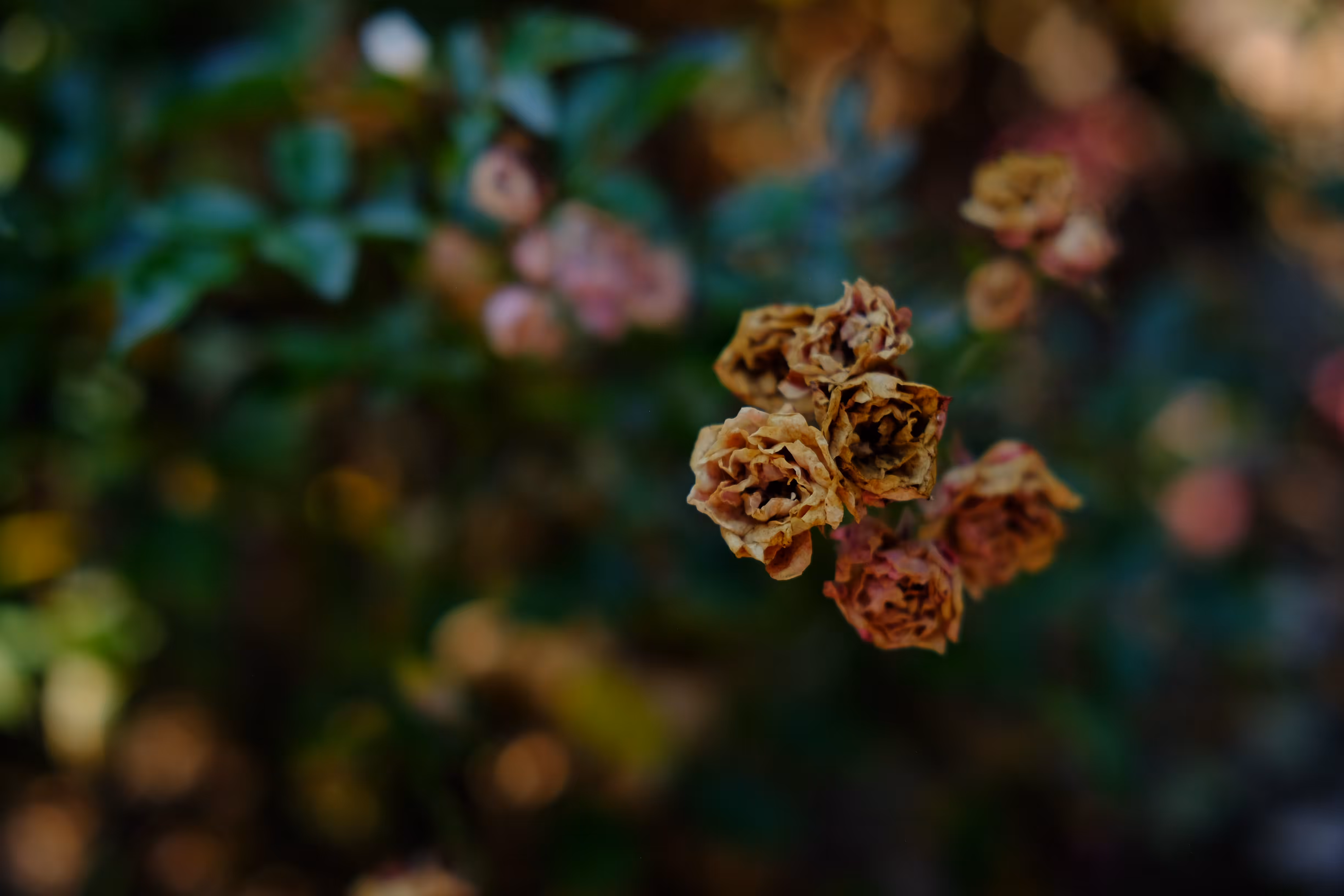 queen of flowers