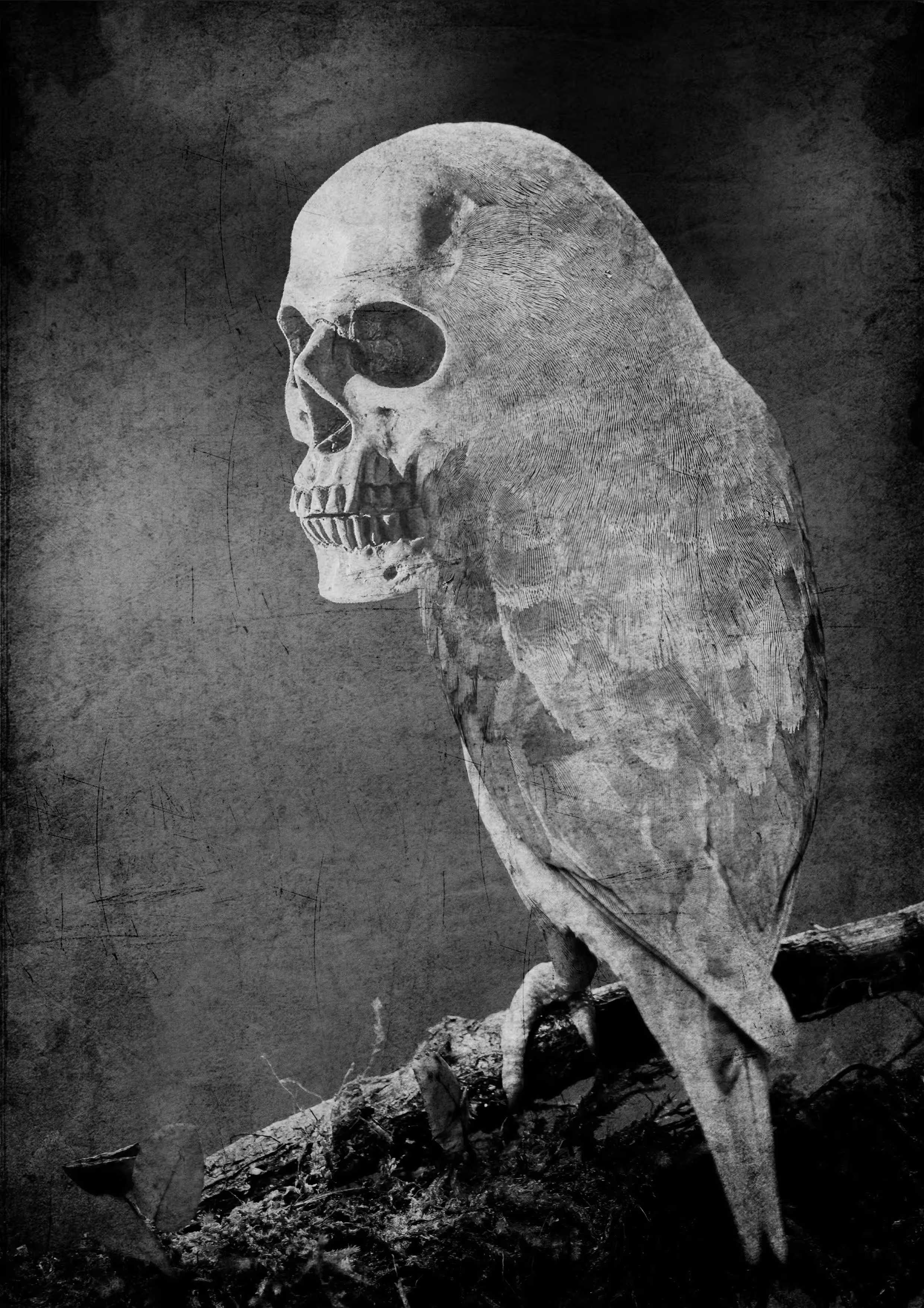 Bird of prey