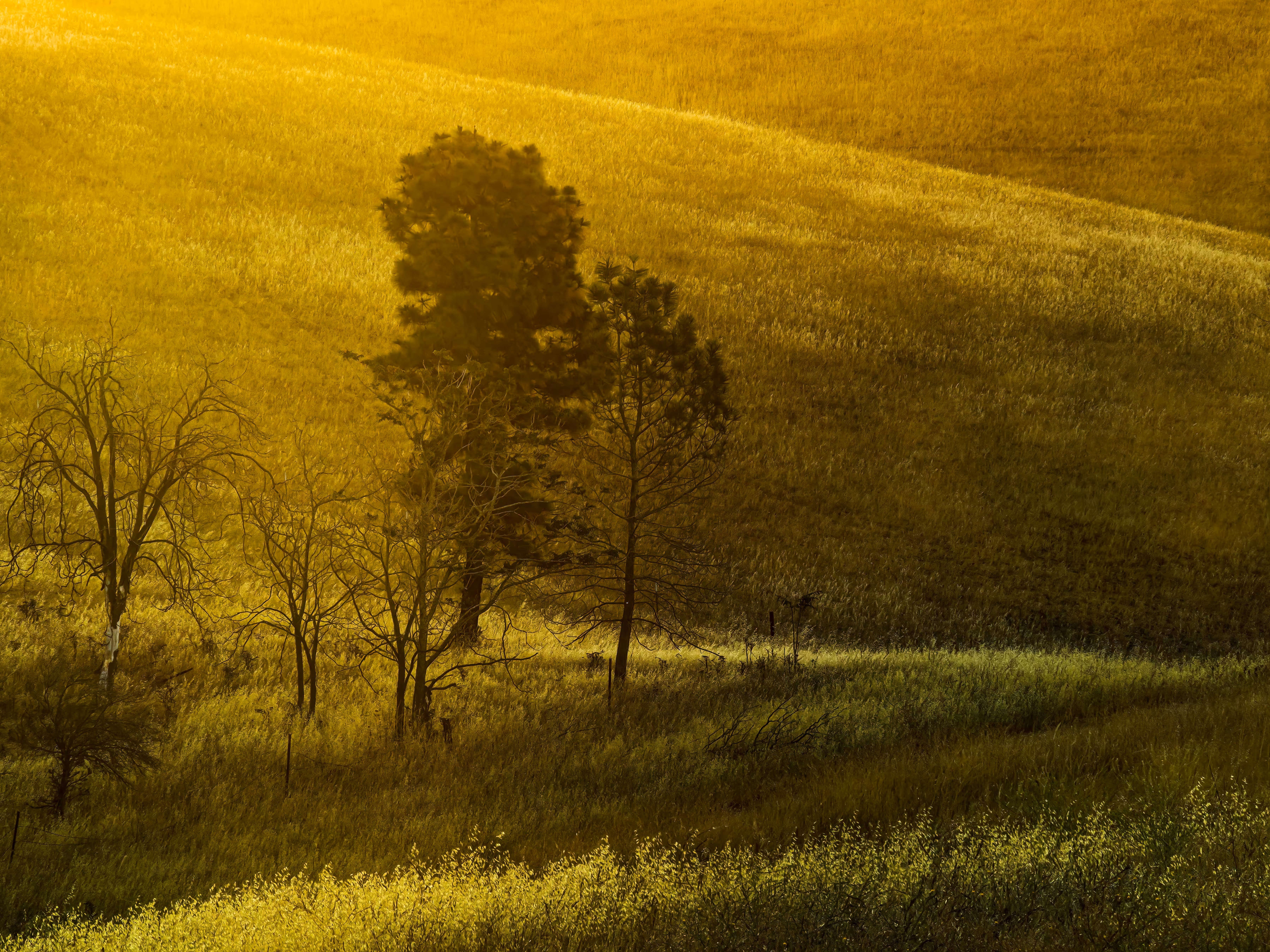 Golden Light
