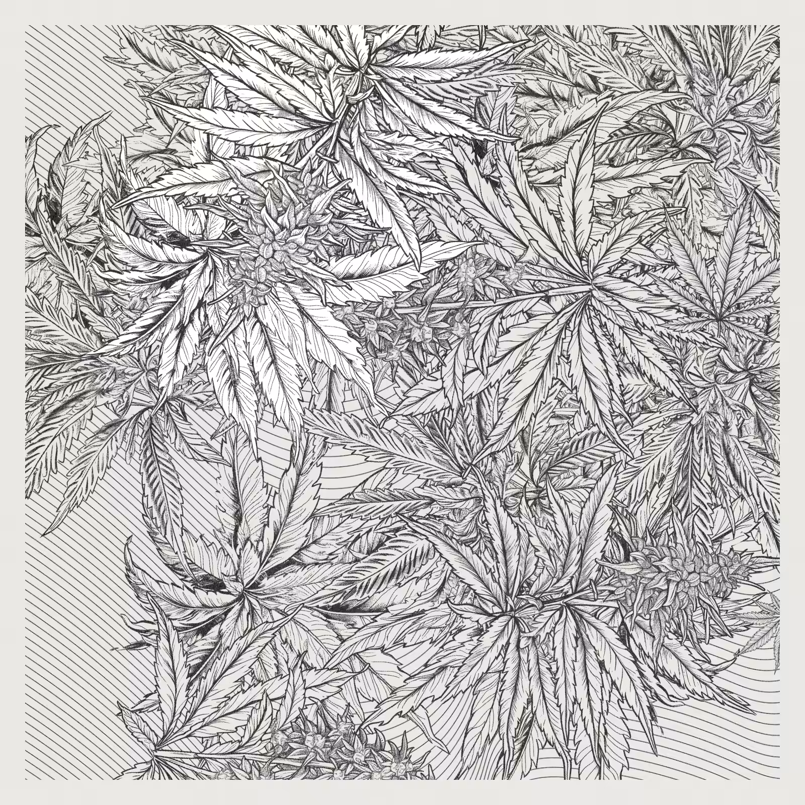 zancannabis #402