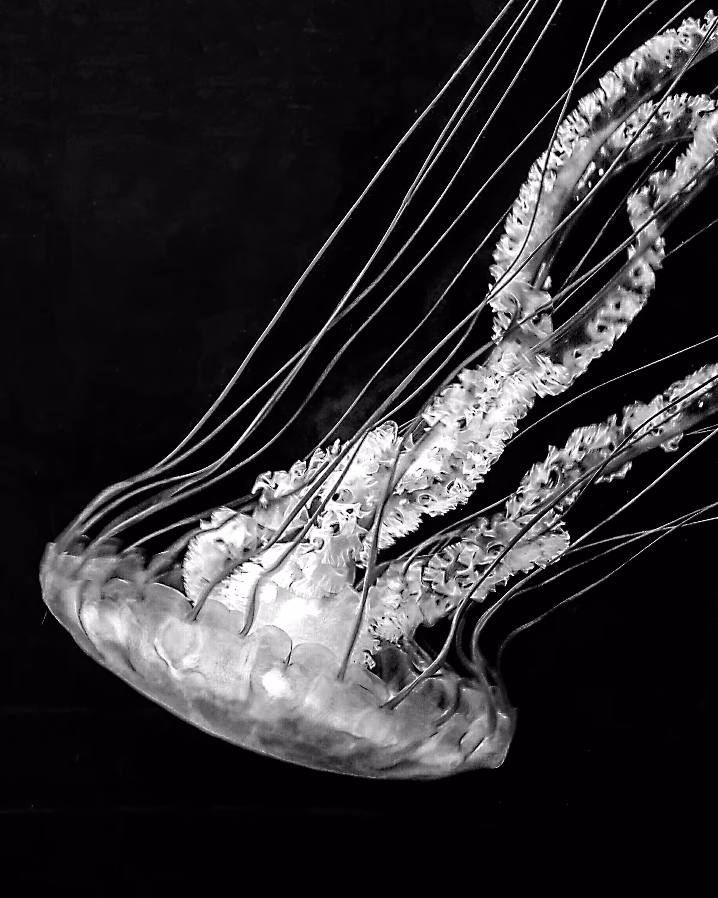 JellyFish