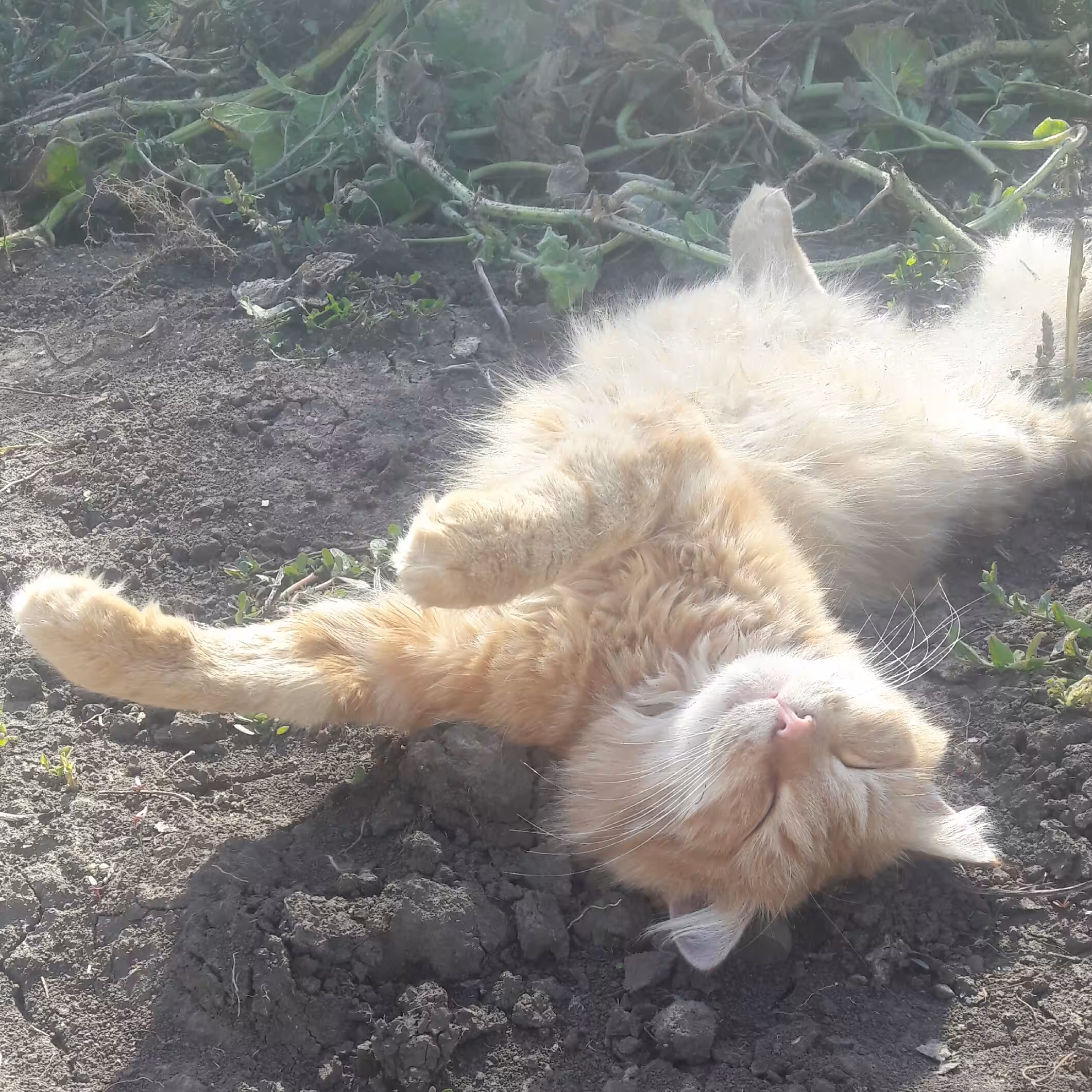 Ginger cat 02