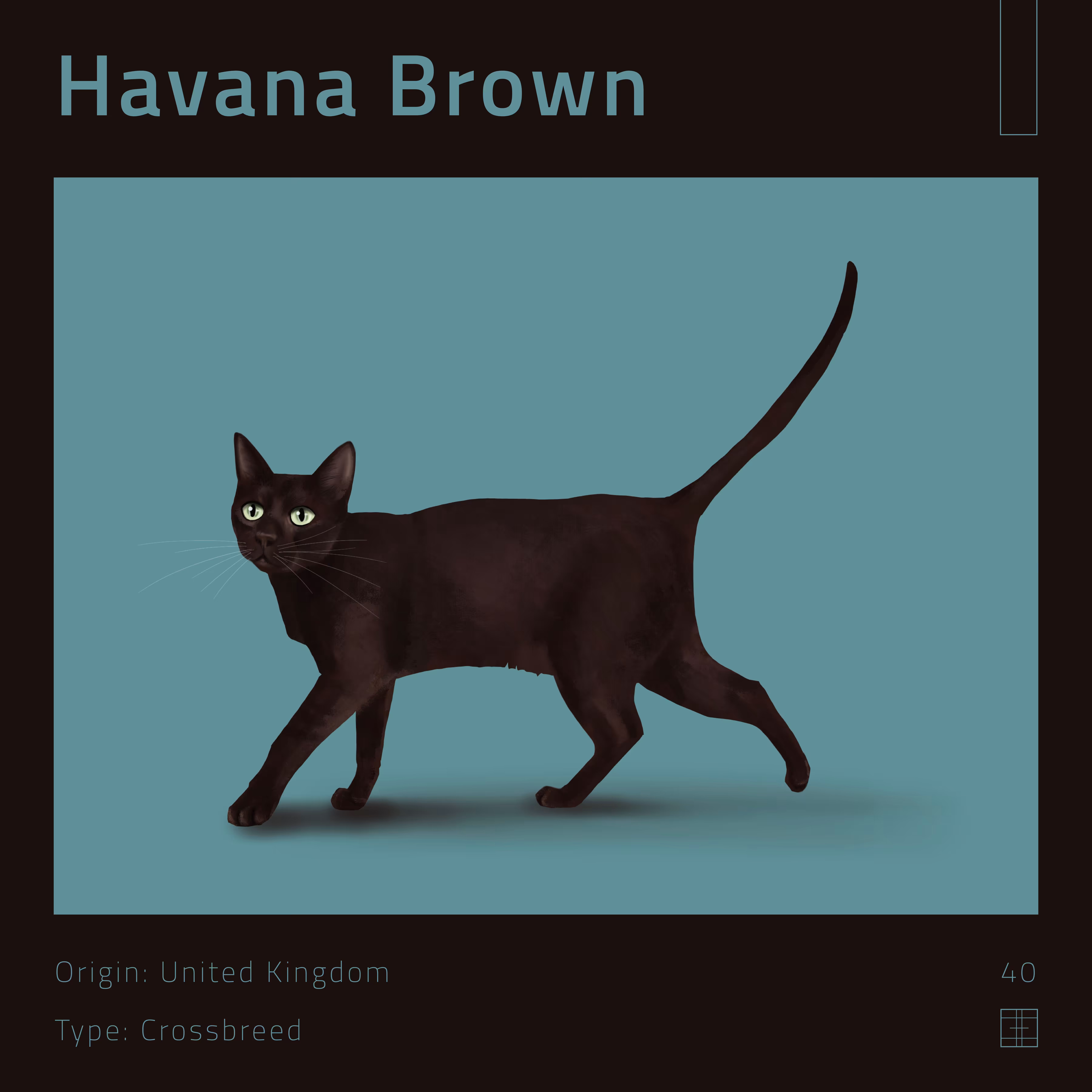 40 – Havana Brown