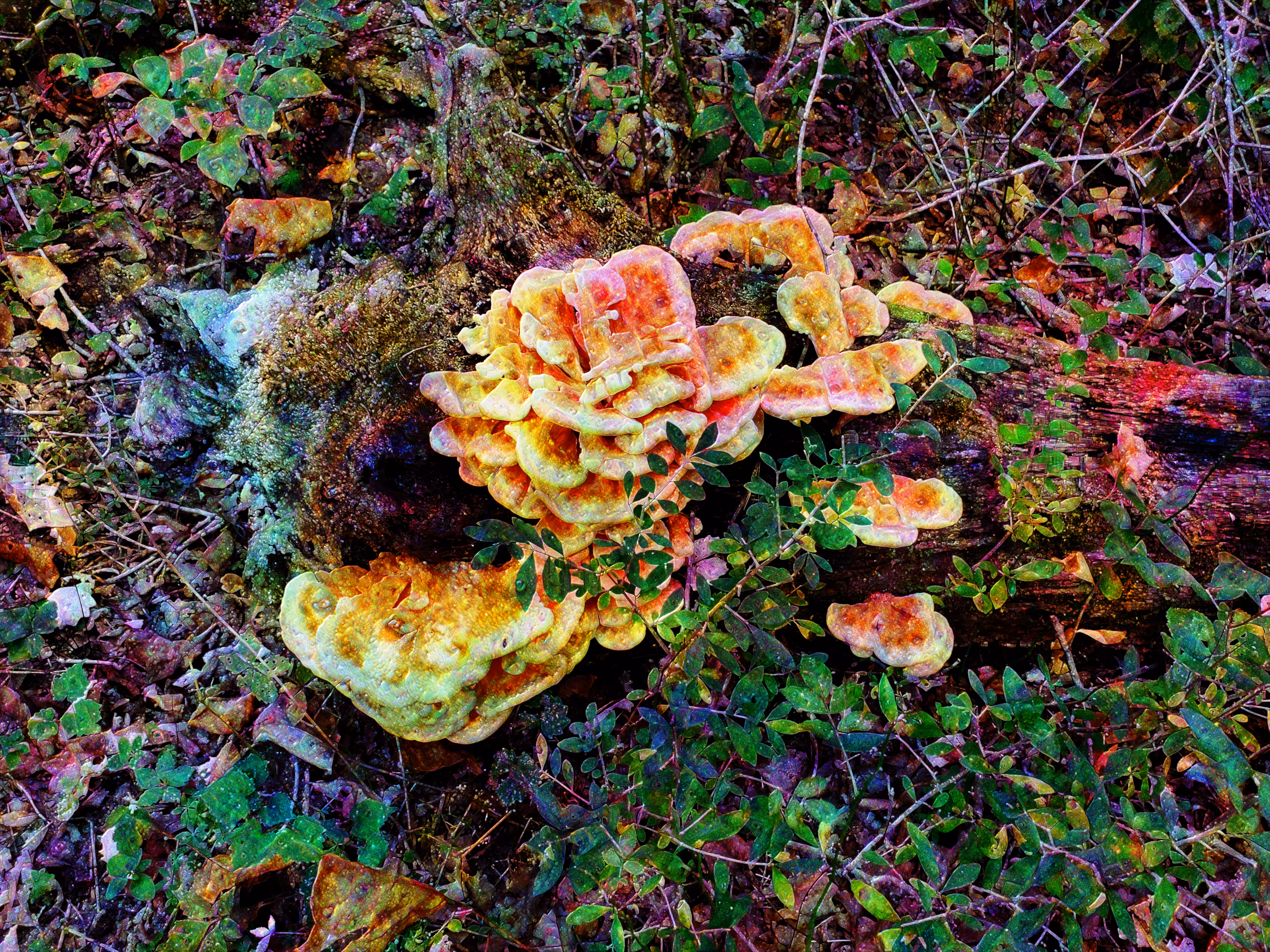 Laetiporus Sulphureus