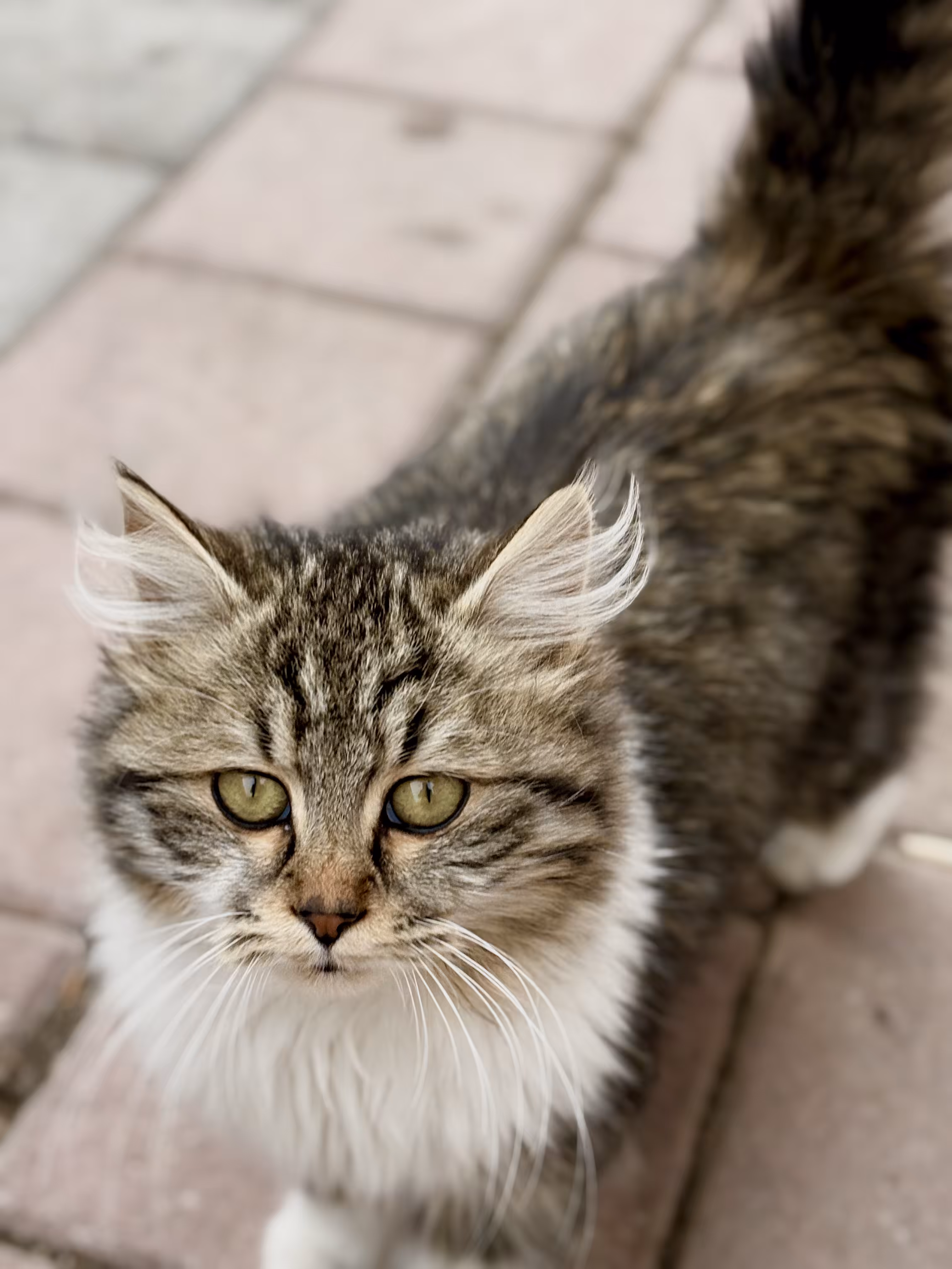Siberian Cat 