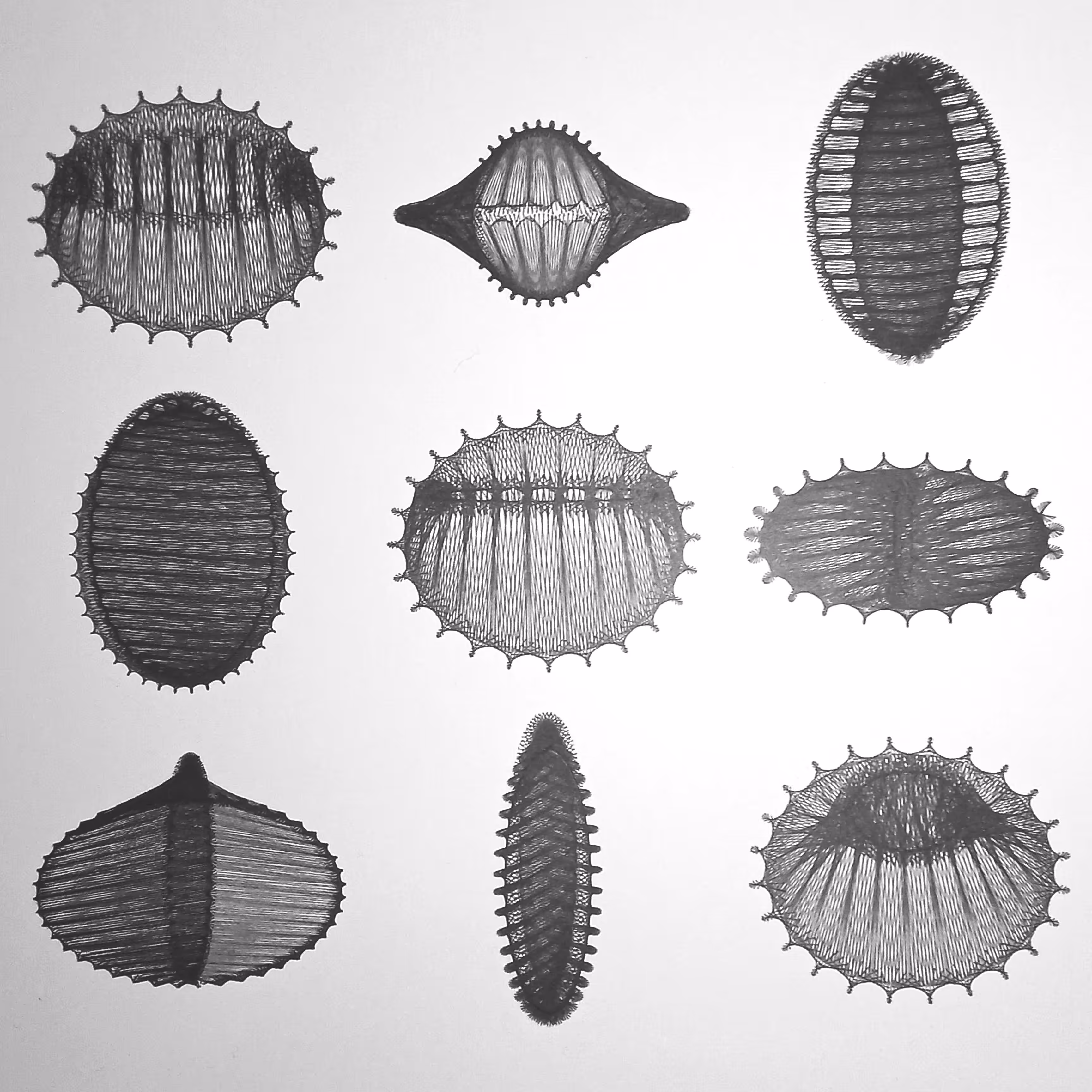 hyperboloid pupæ