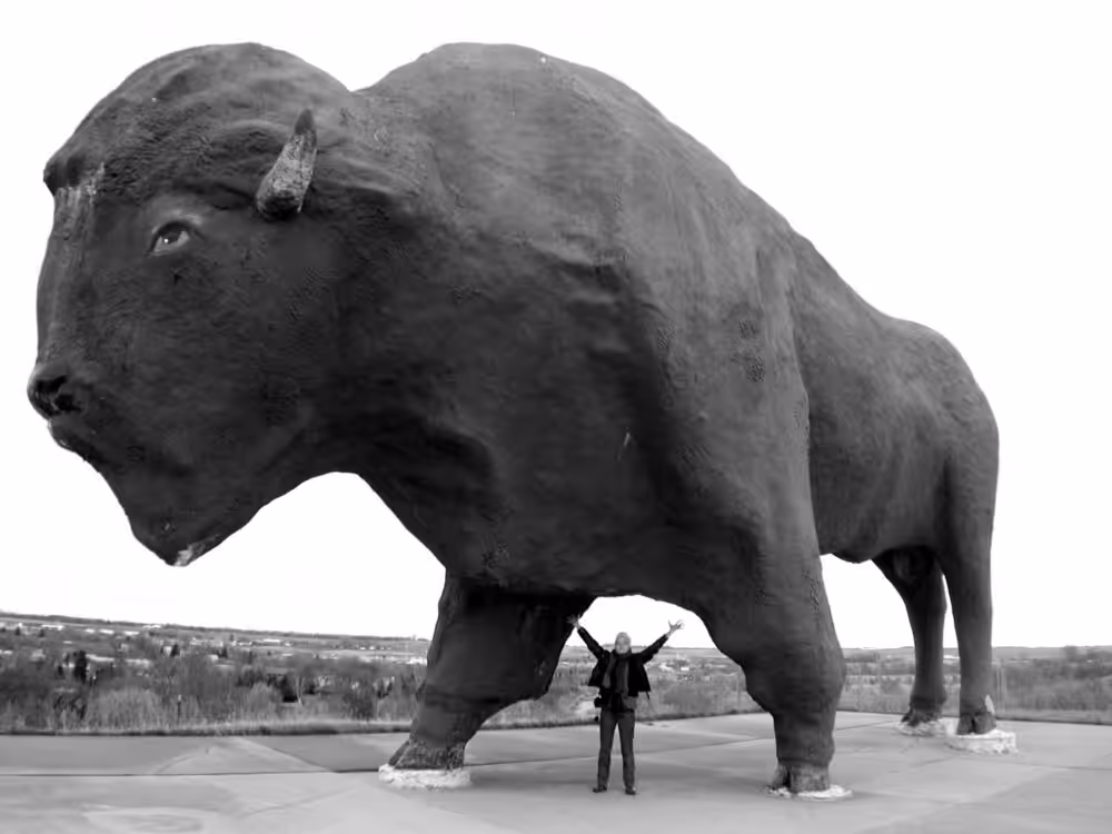 the world's largest fake buffalo