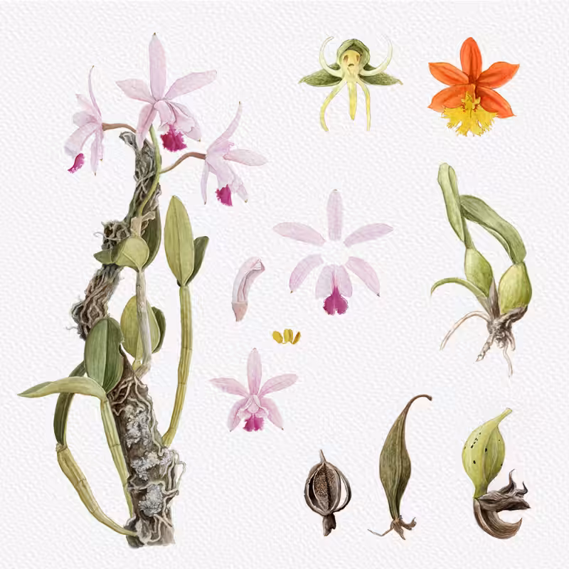 Botanical Illustration - Orchids 1 #32