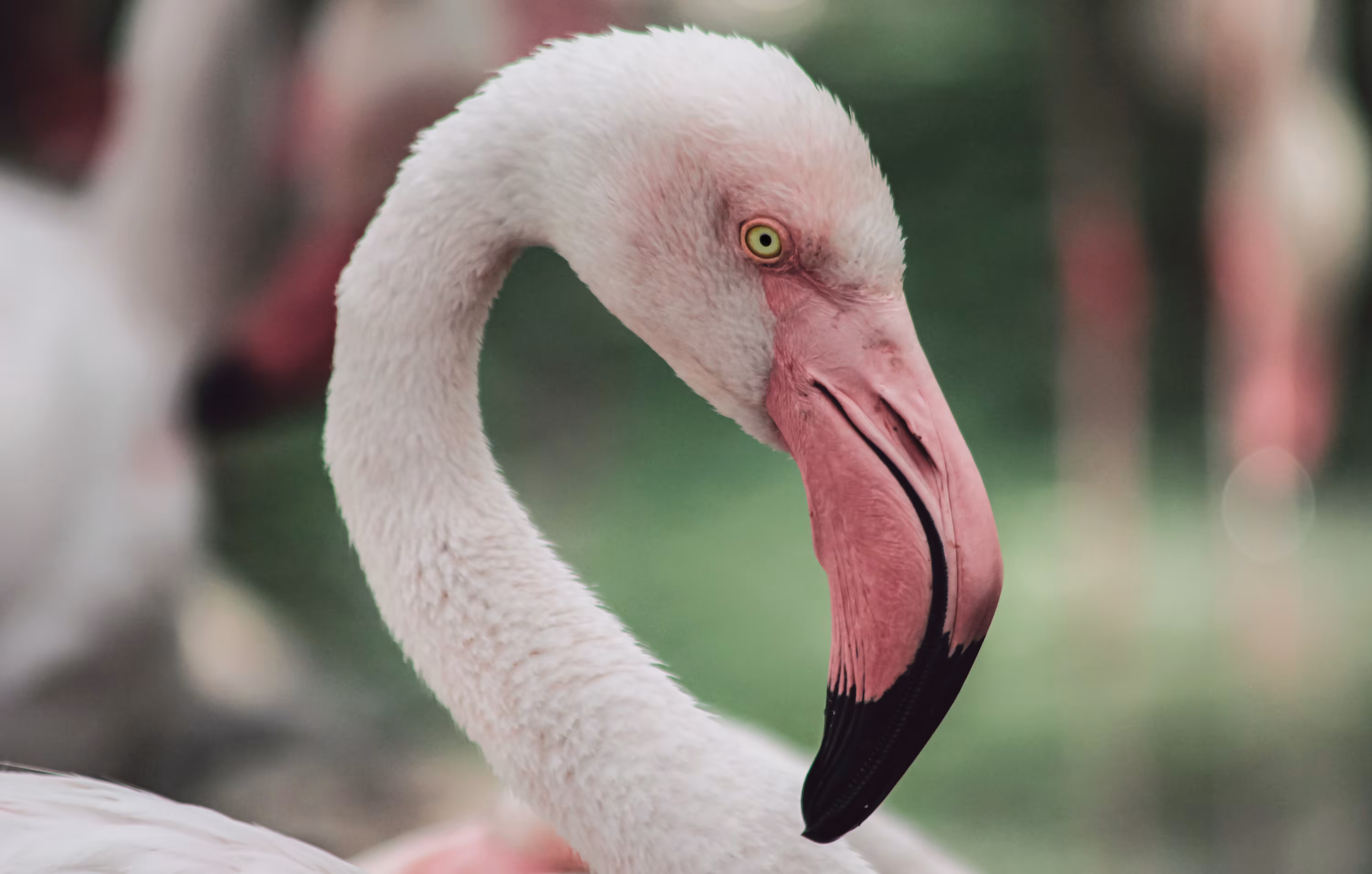 Flamingo #03