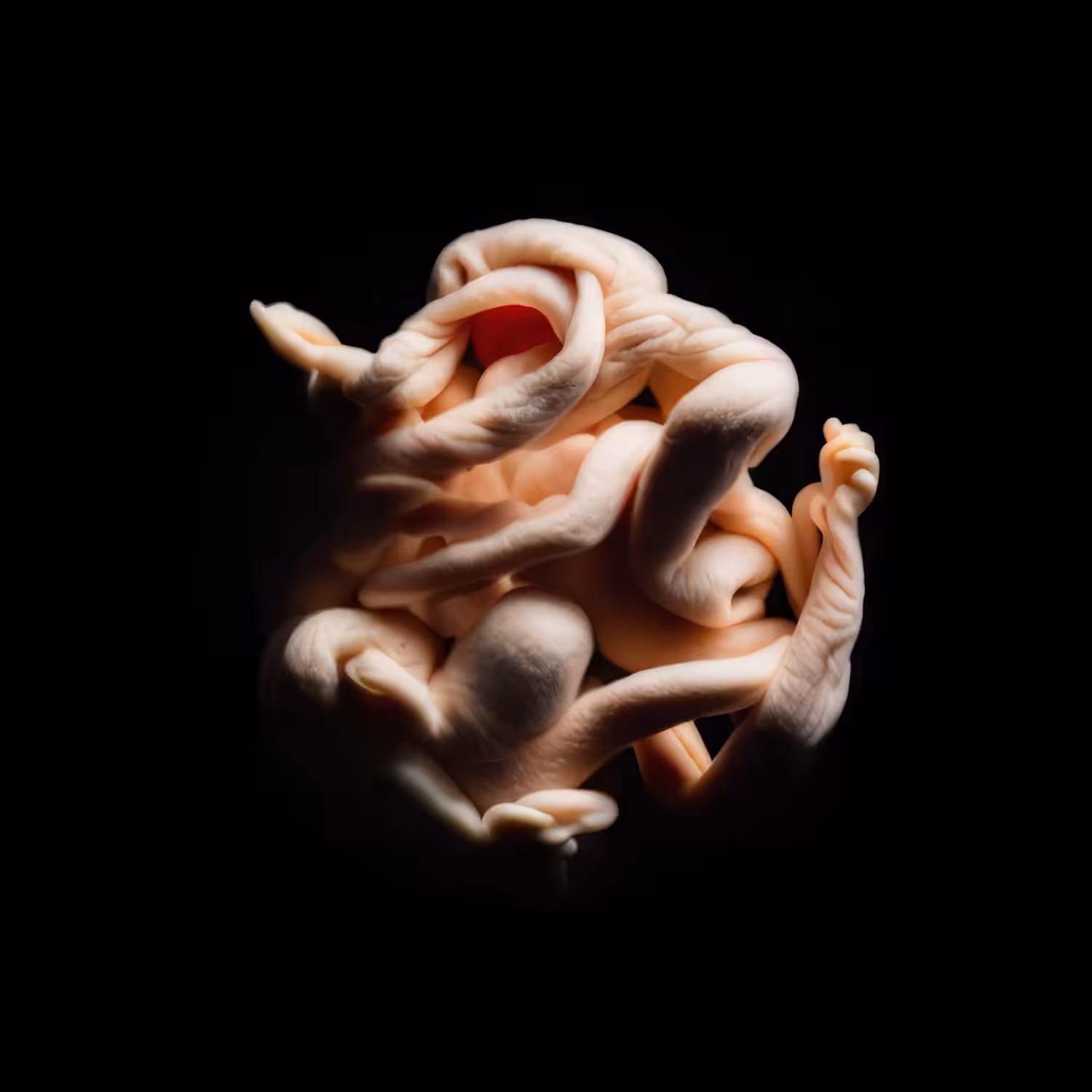 ONTOGENY - 06