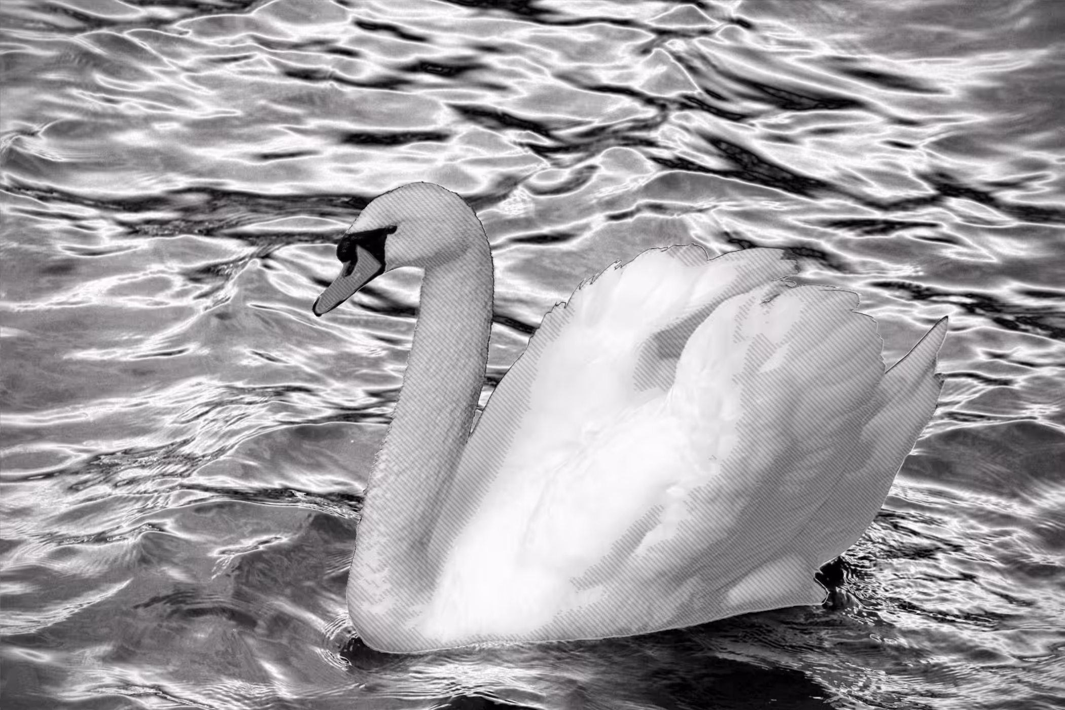 Lonely Swan