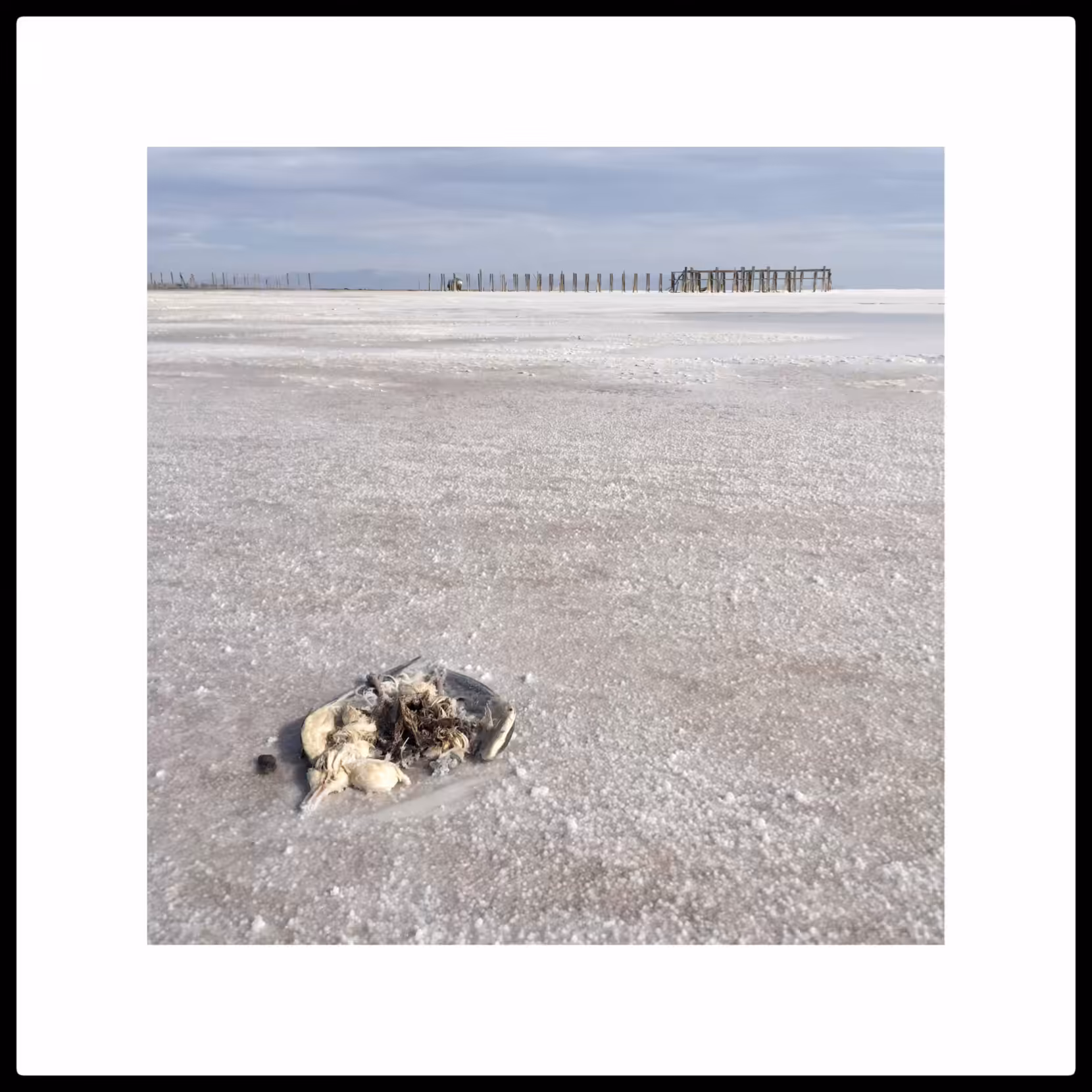Dead seagull