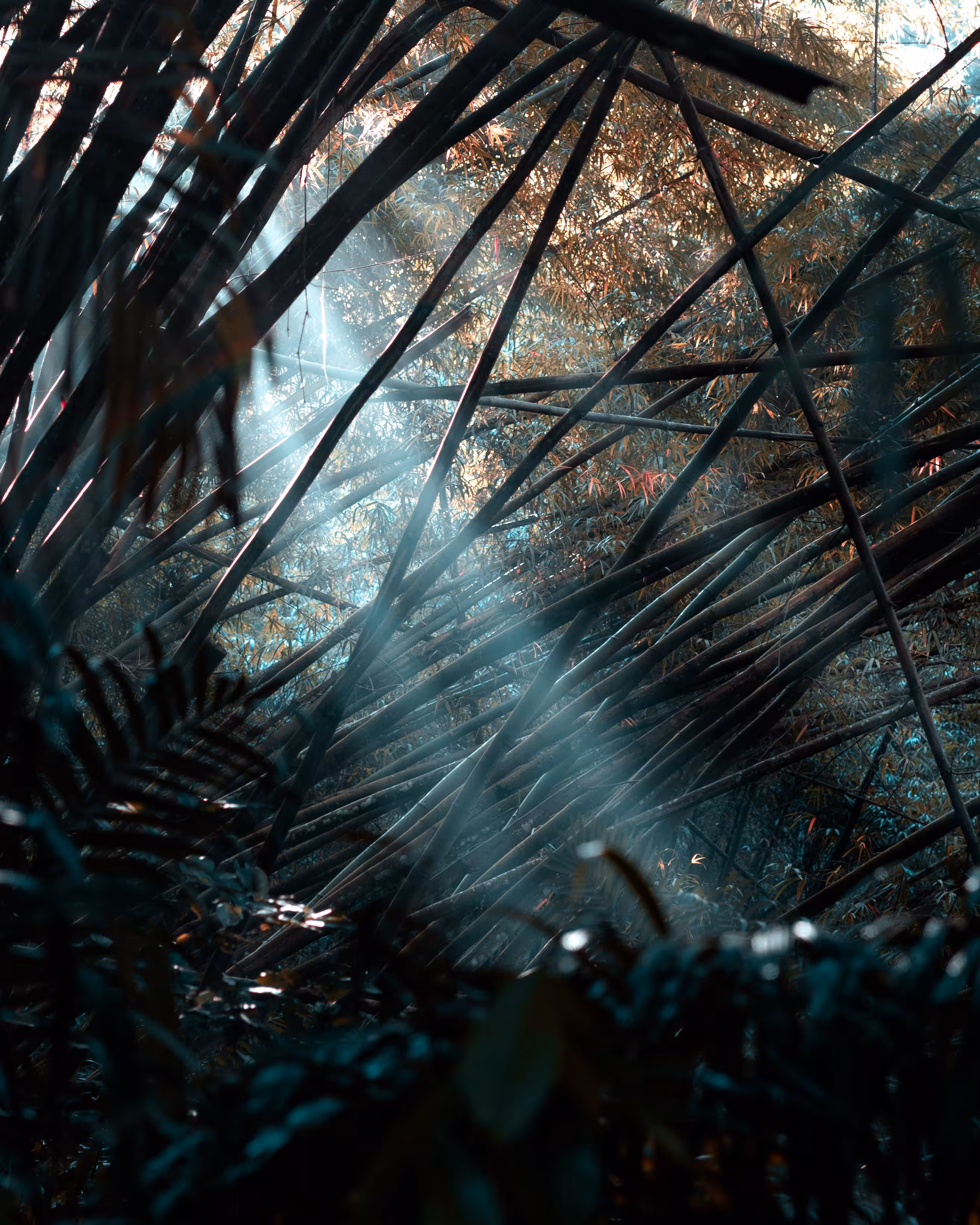 Bamboo Moods