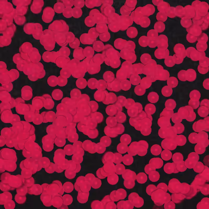 Telophase #6