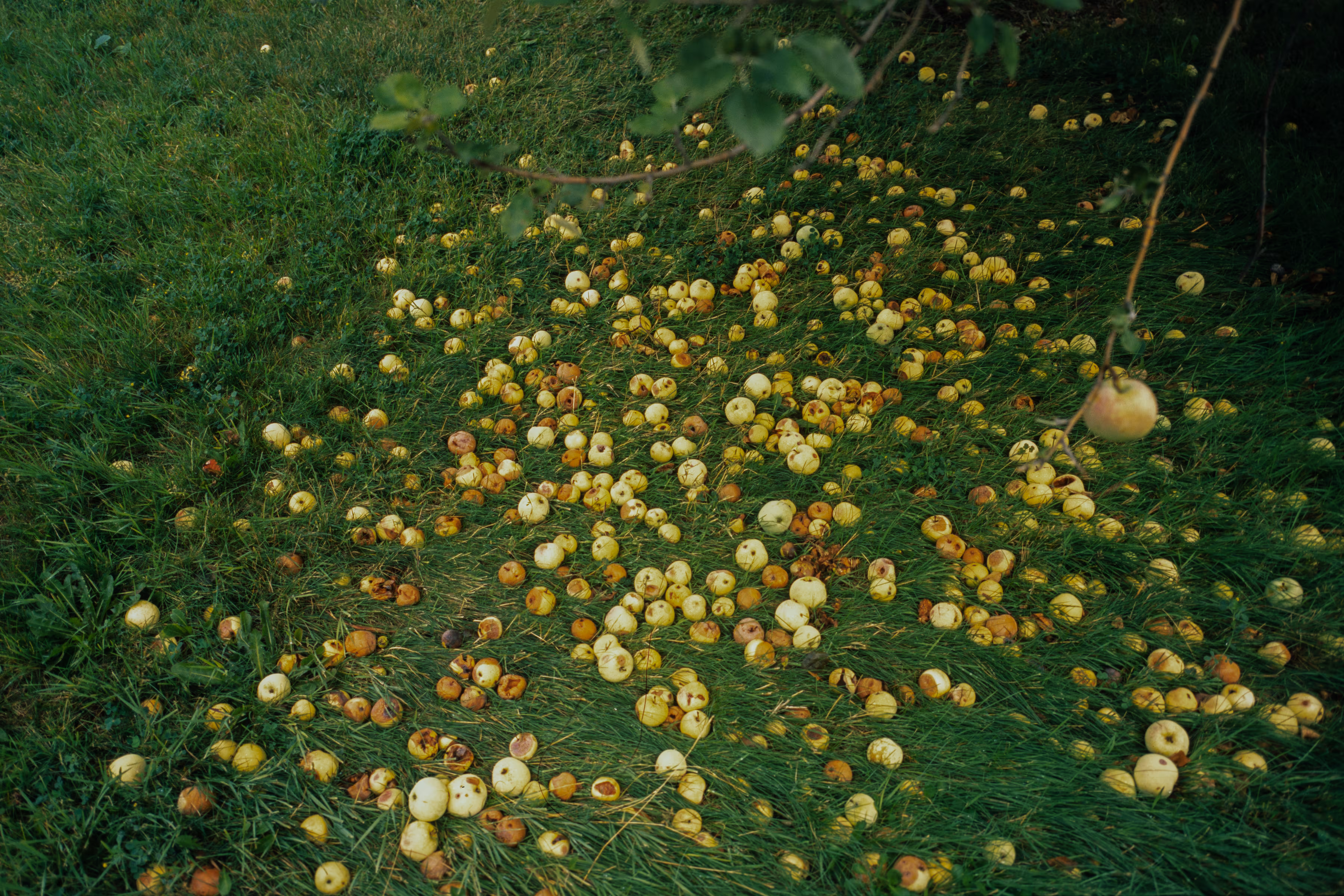 Lawn