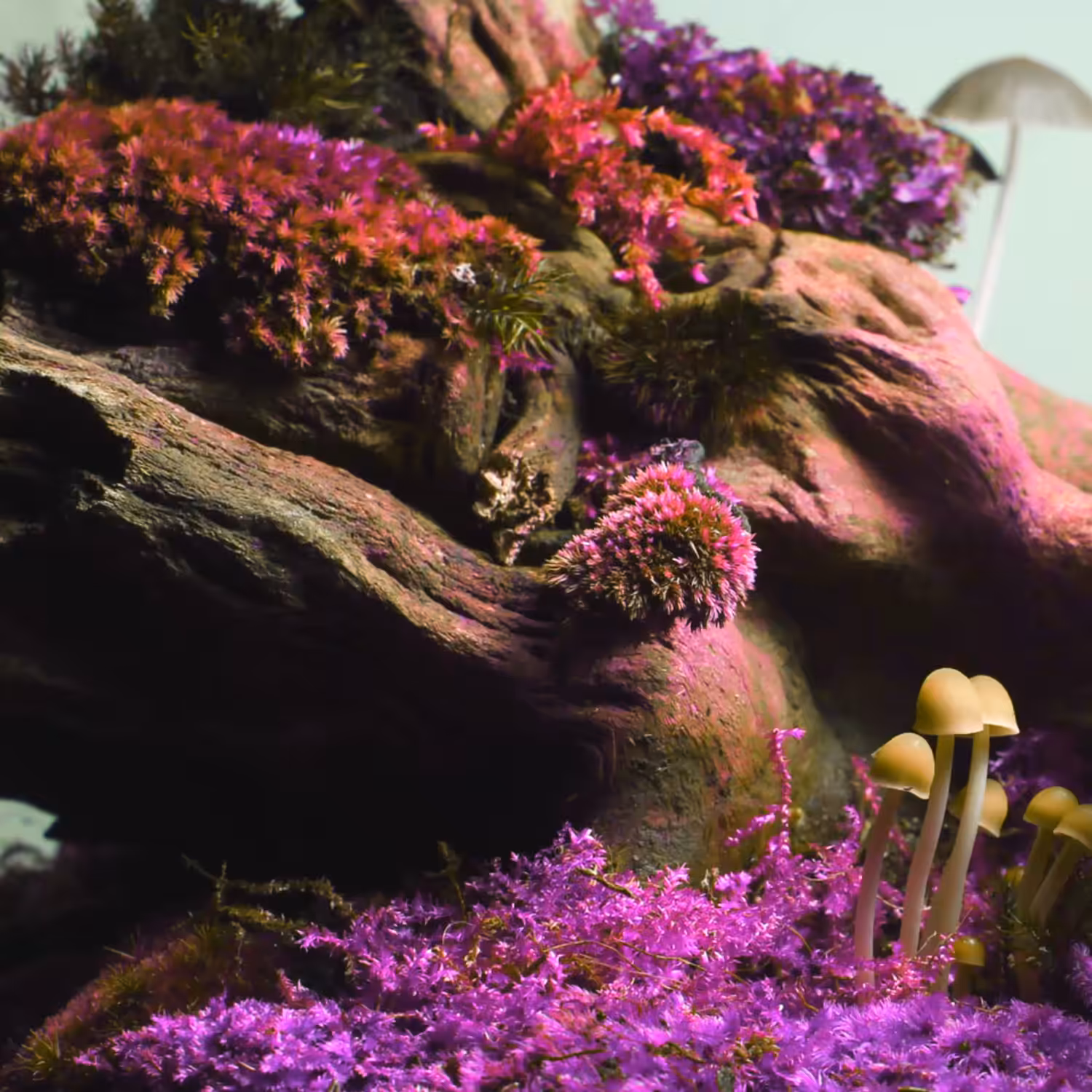 Rise and Shroom