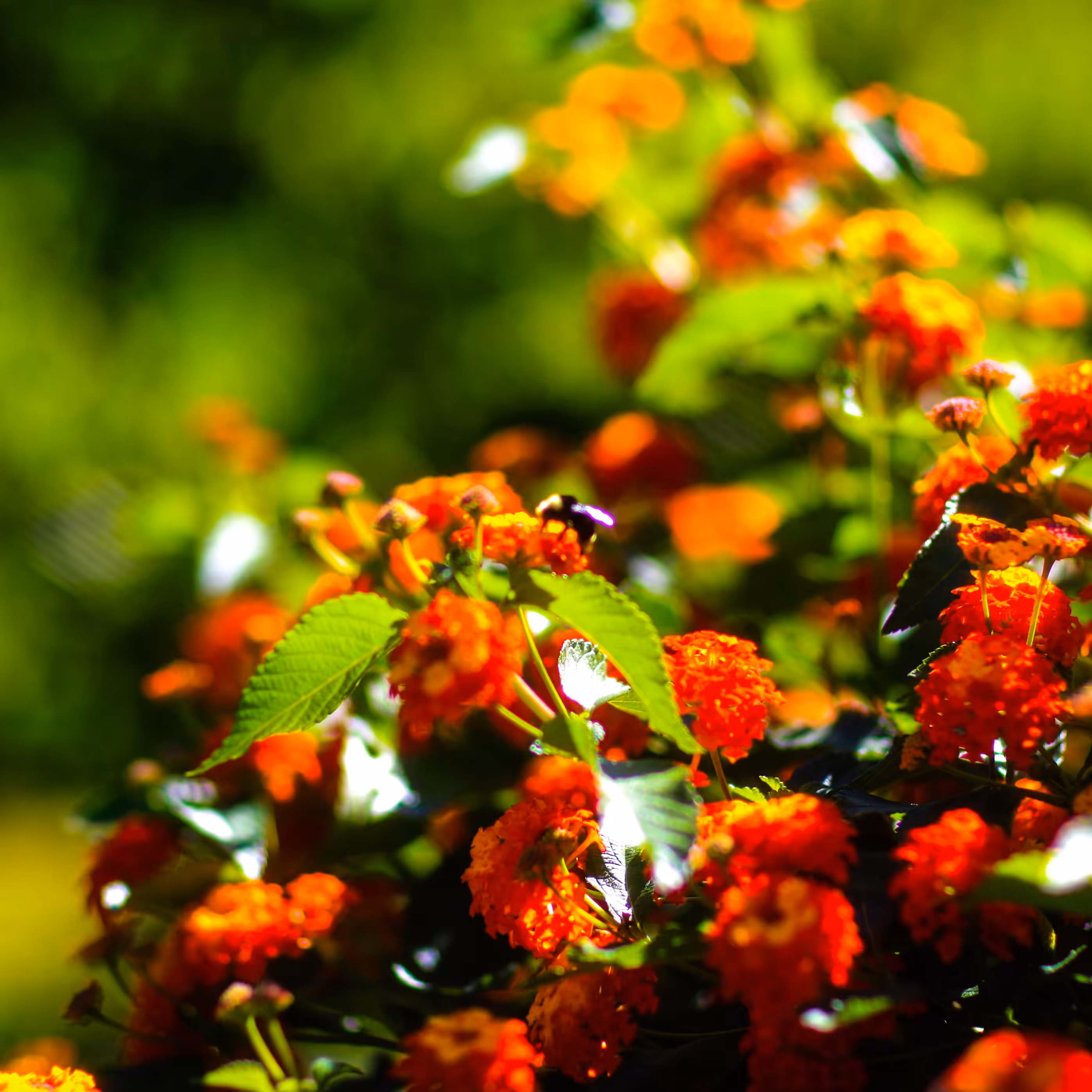 Lantana camara