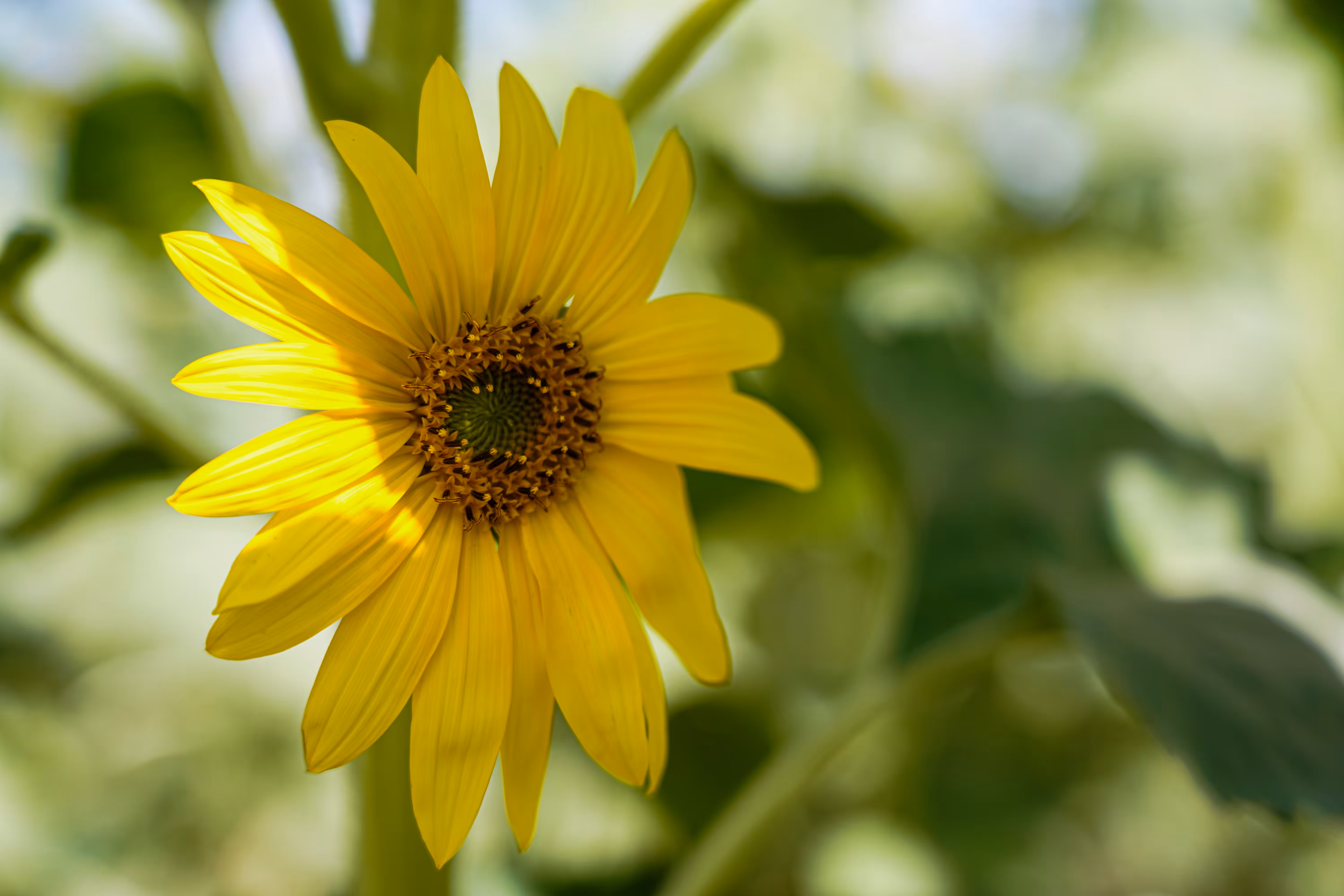 flowers: The Smile of the Sun