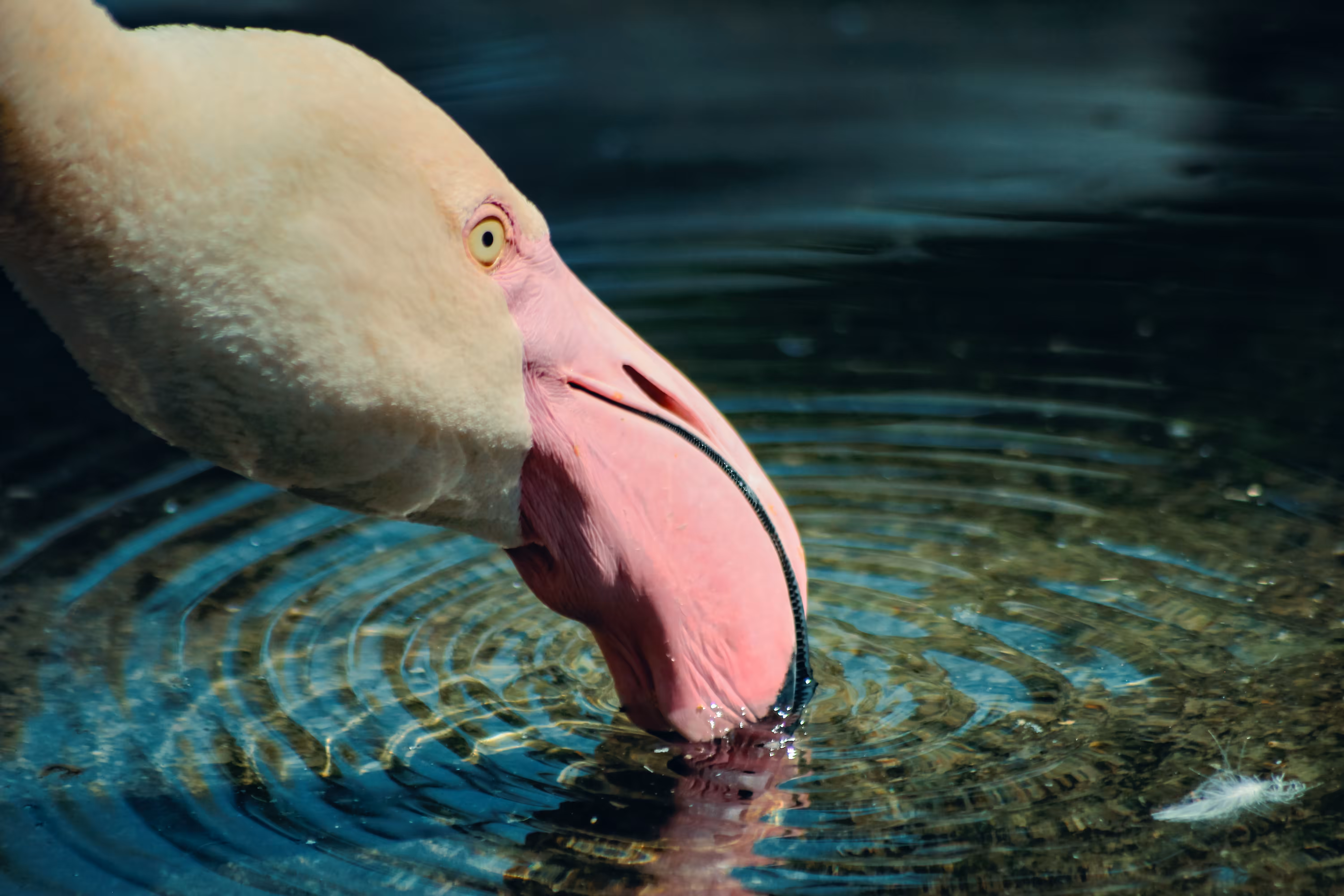 Flamingo #04