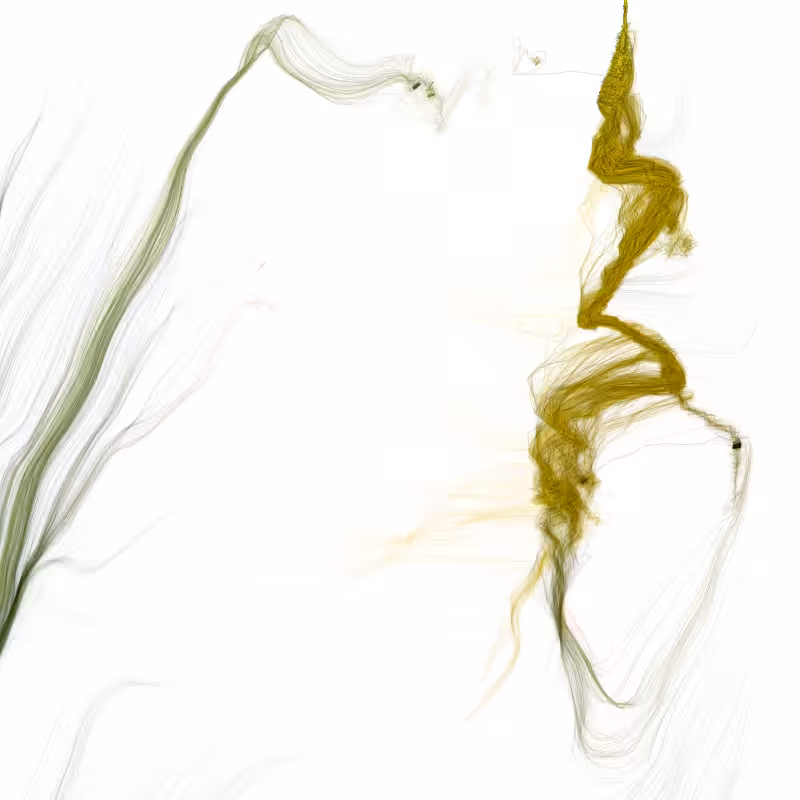 Hypericum #167