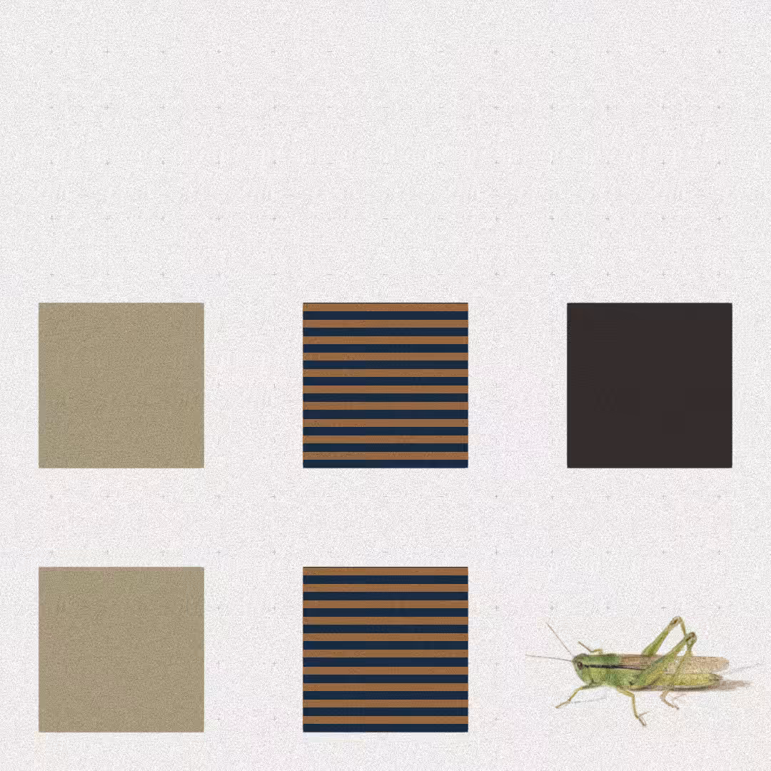 Grasshopper #75