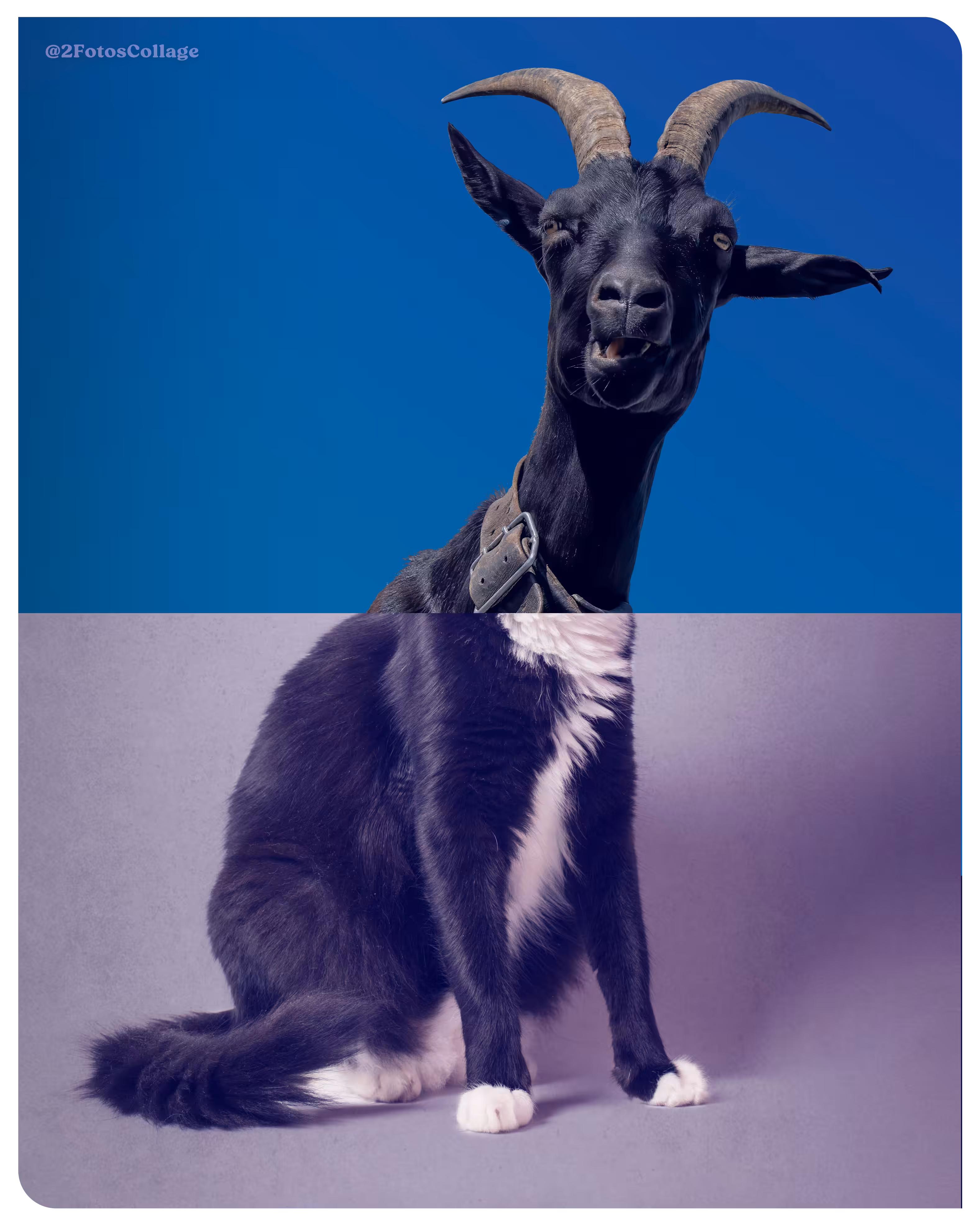 2FotosCollage Calls: My cat is like a goat