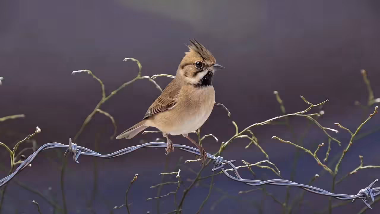 Birds Observations: Nick, The Last Light