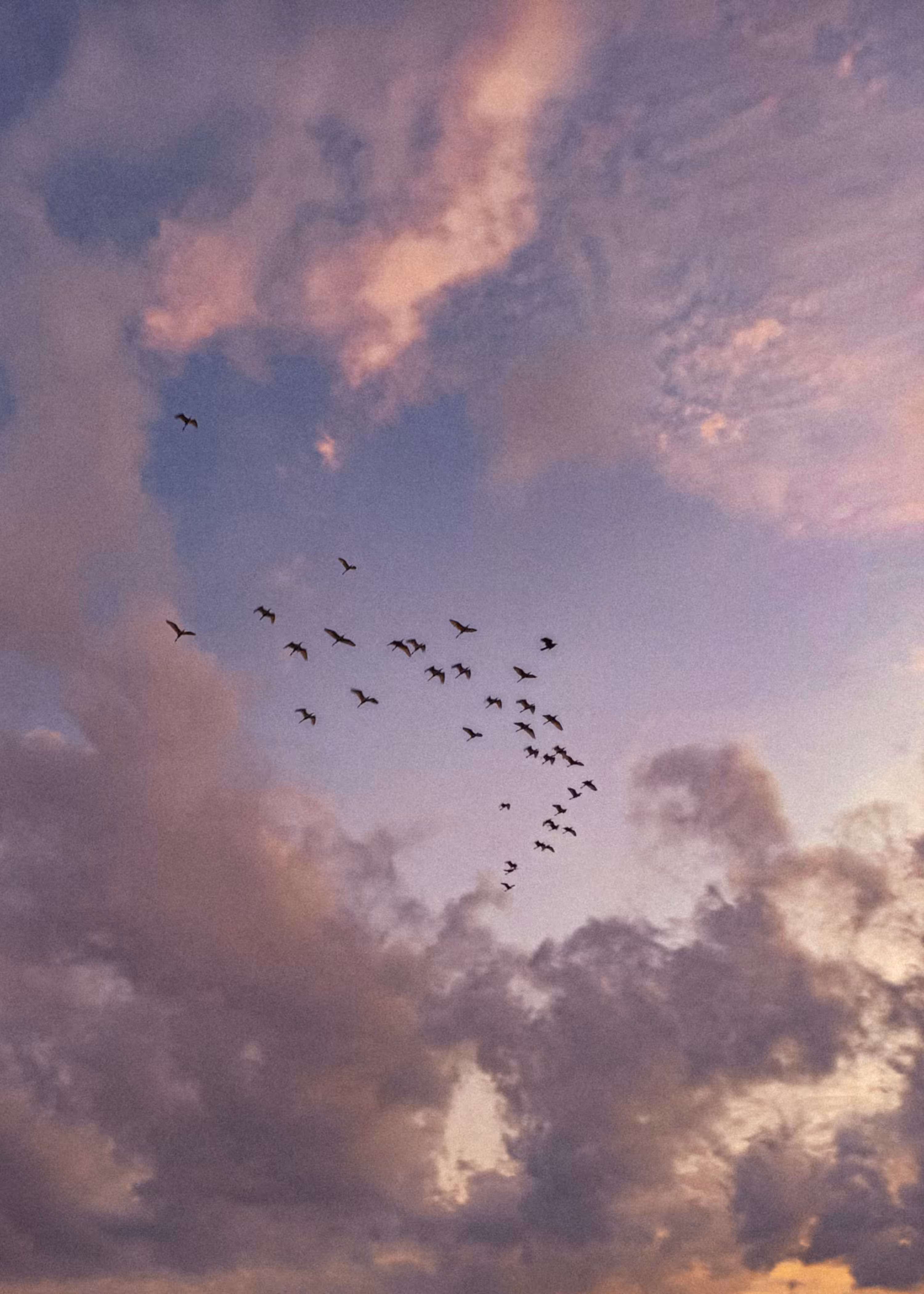 Flight of Freedom 
