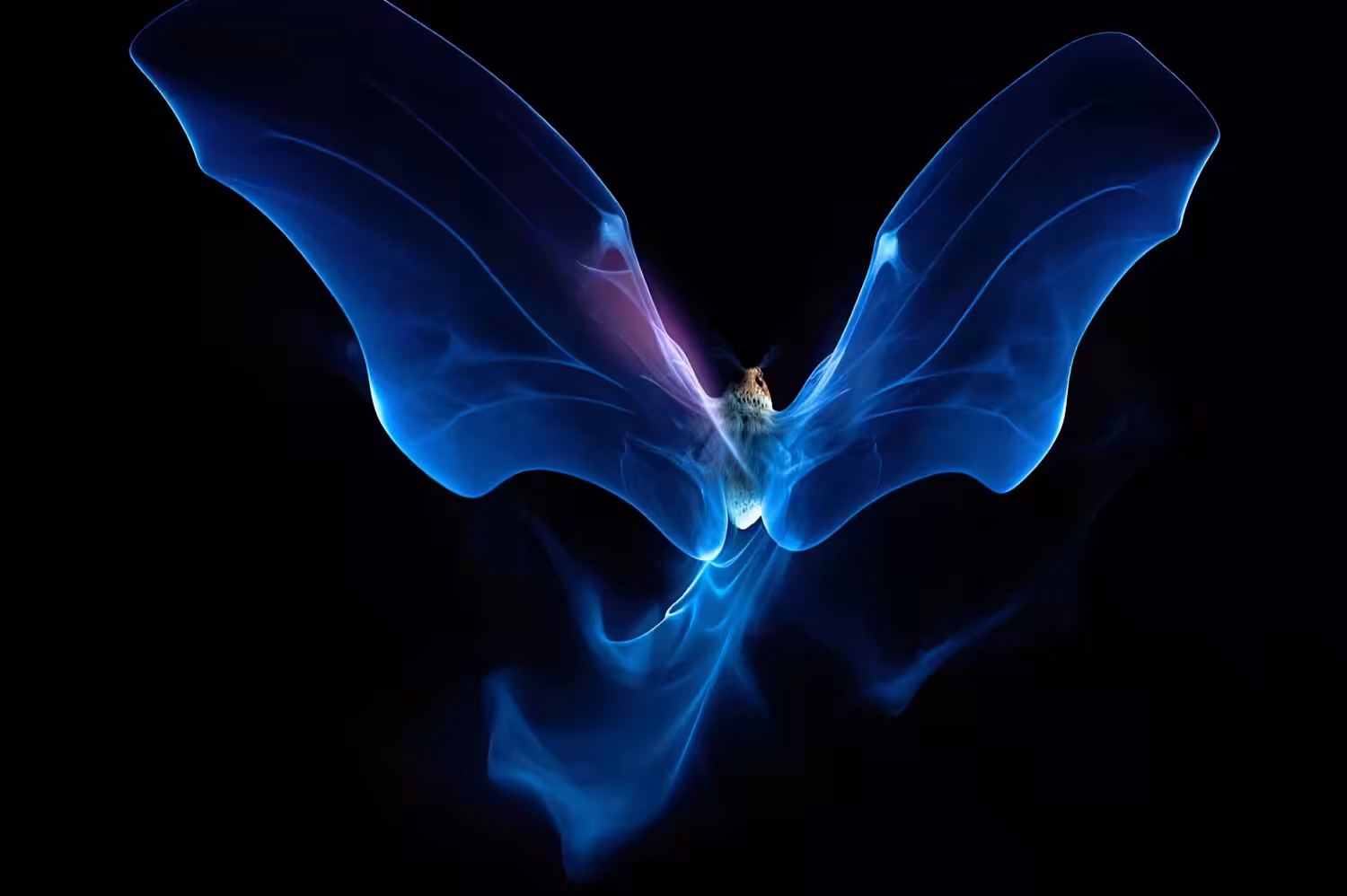 Papilio