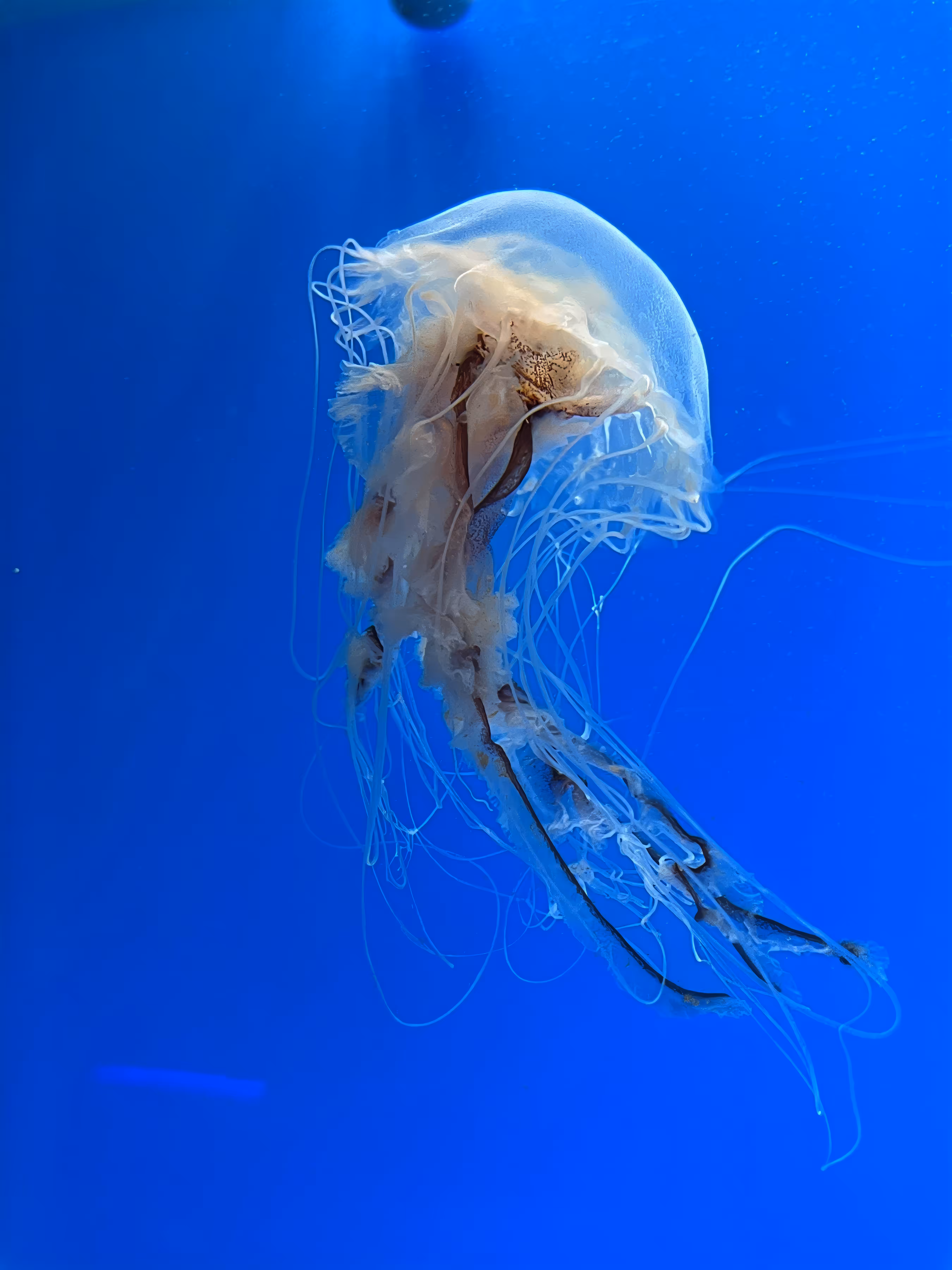 Lone Jelly floating in the ocean.