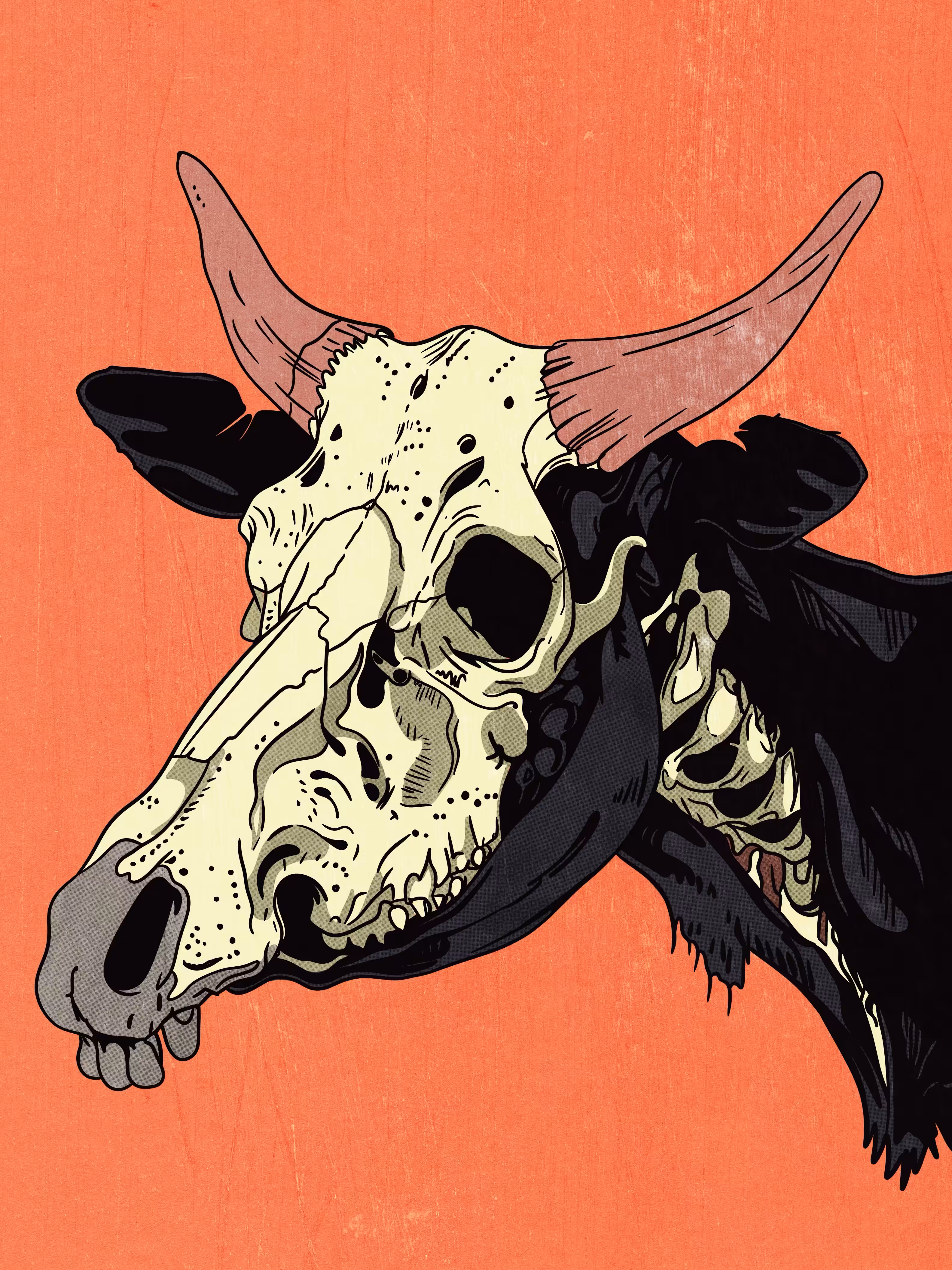 Bull Skull