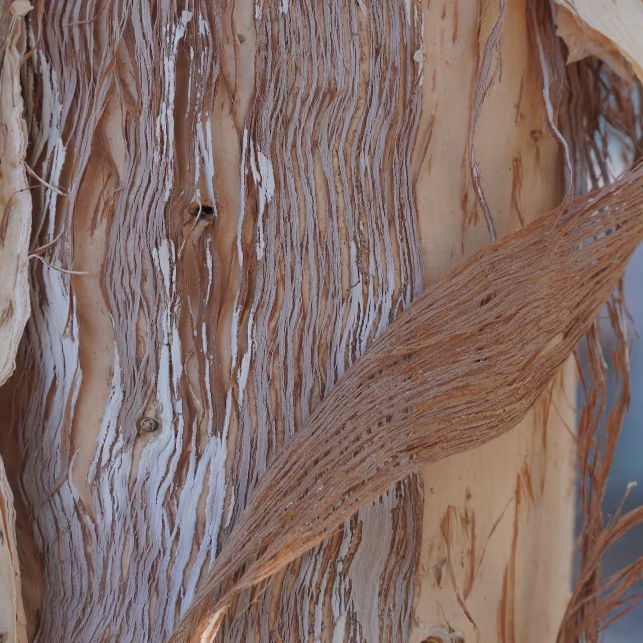 Bark Blocks Series 1: Paperbark