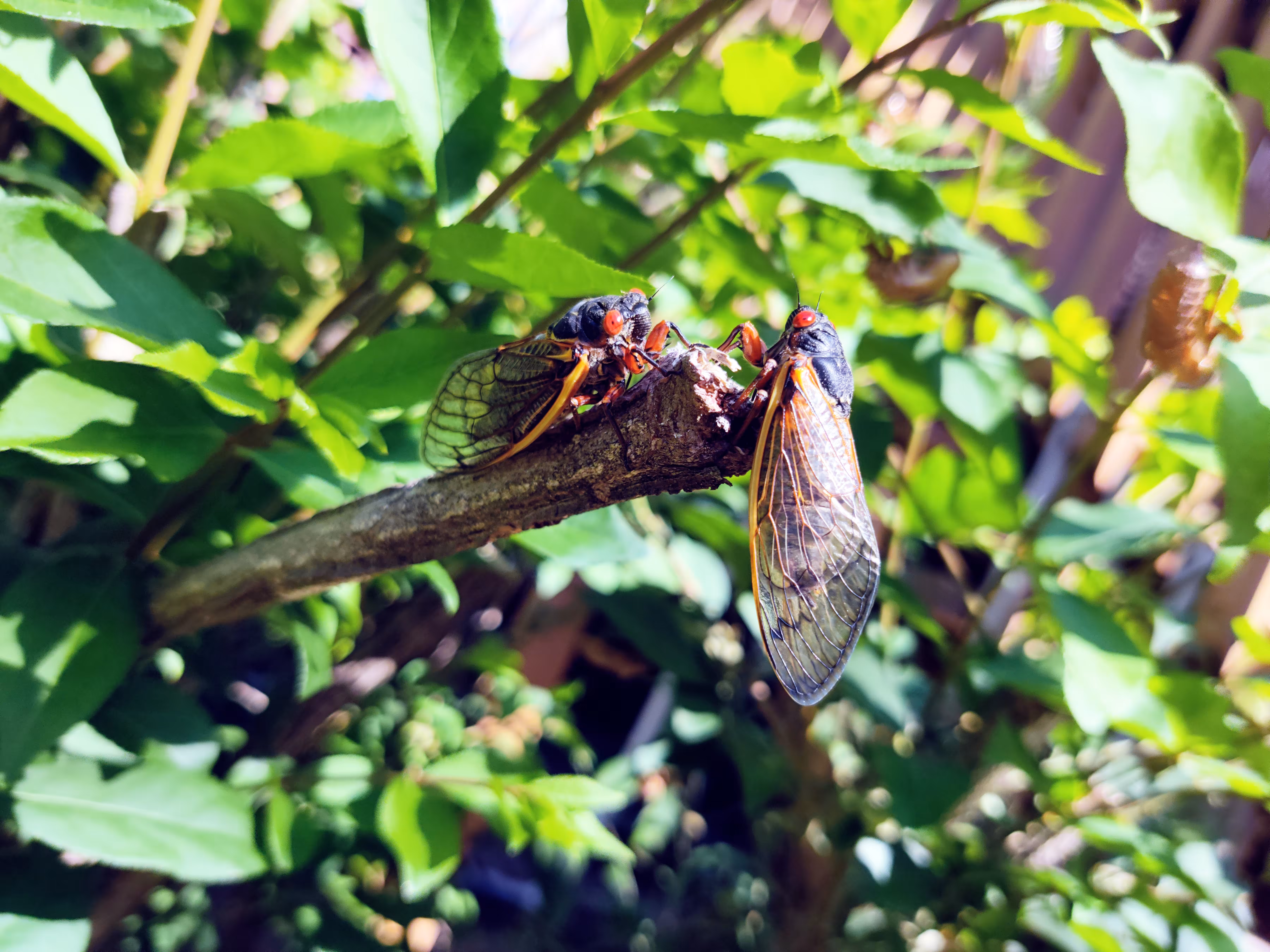 cicadas