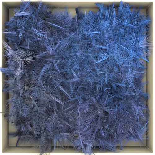 Grey parrot