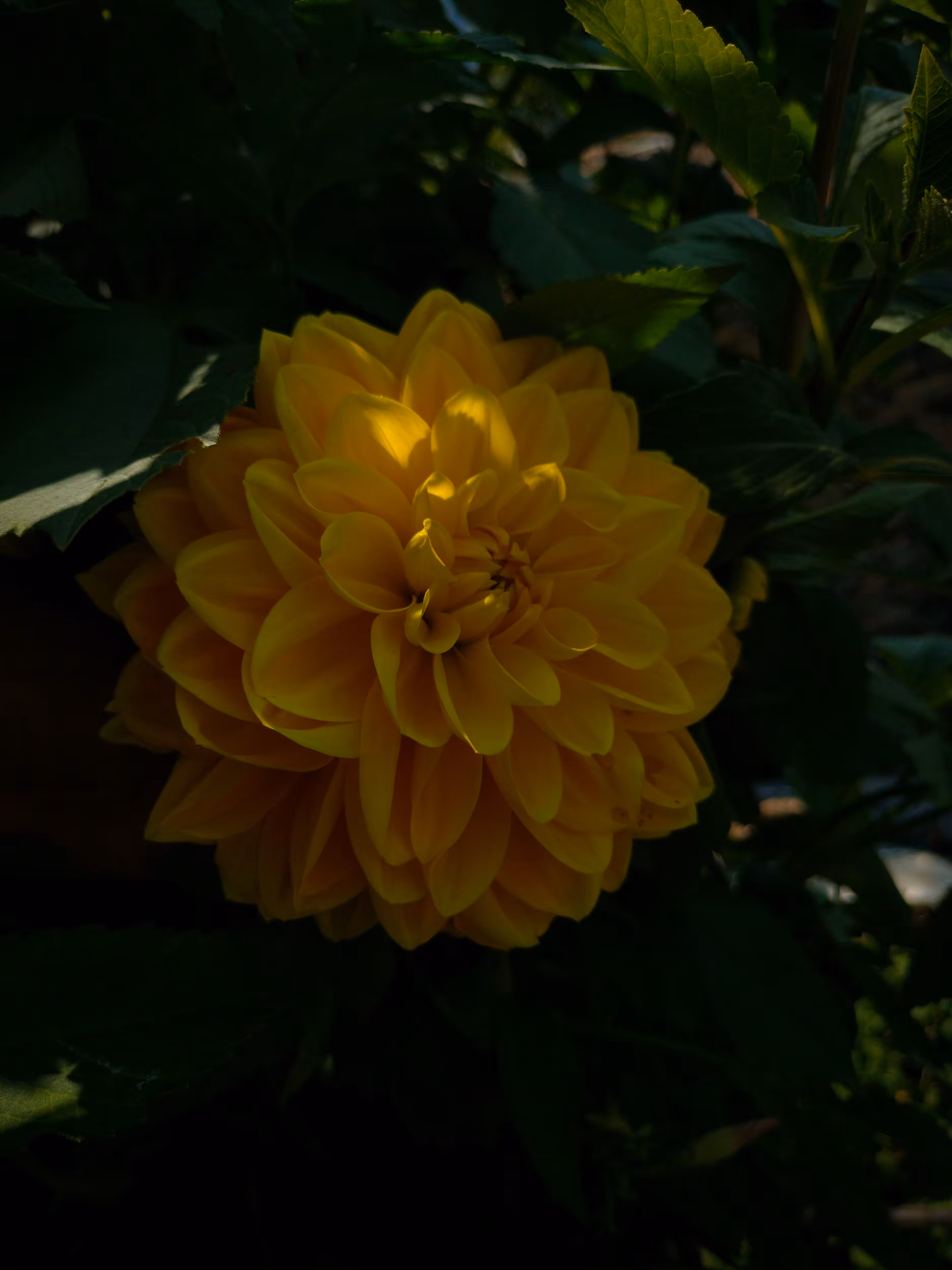Dahlia 