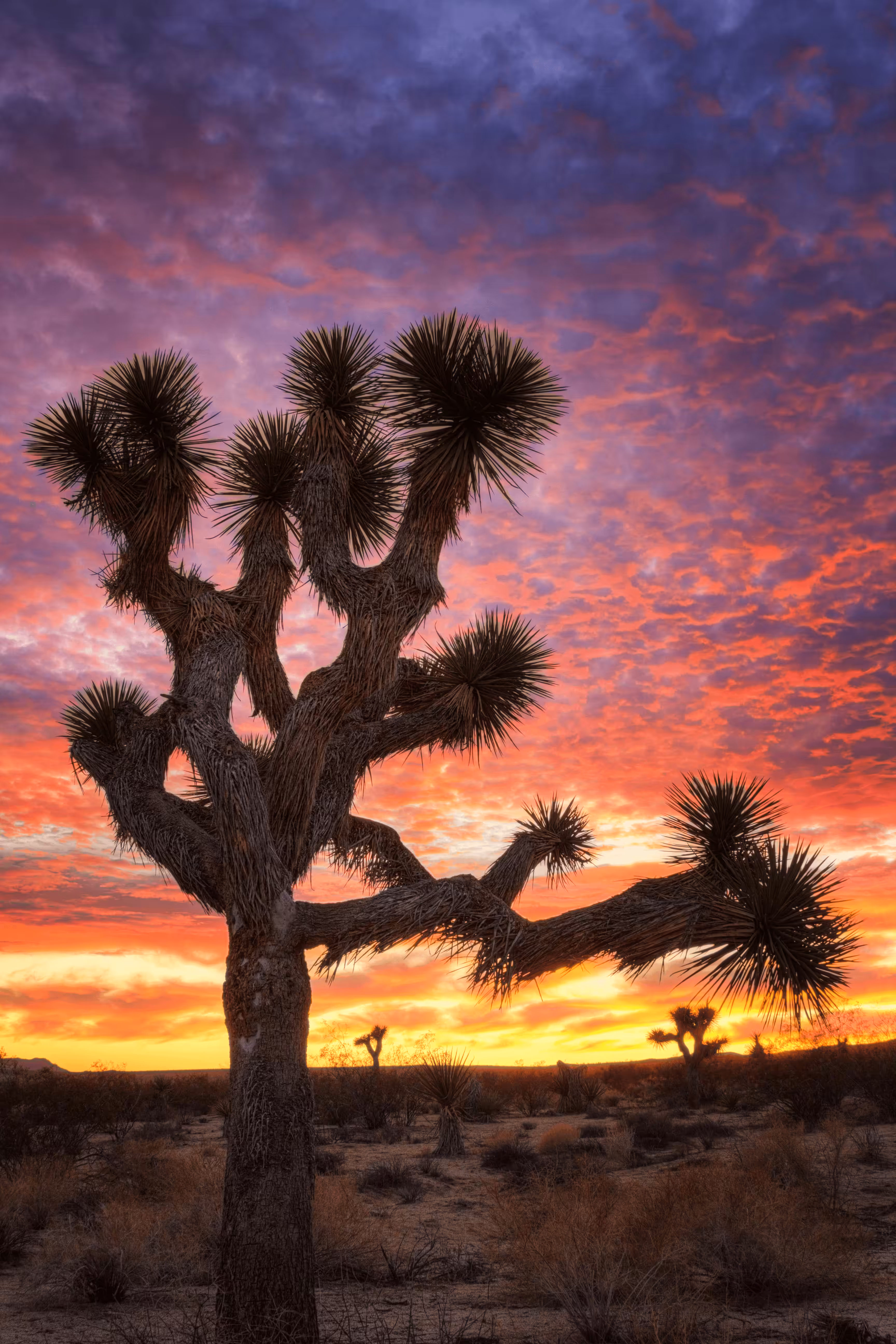 Joshua Tree Sunset