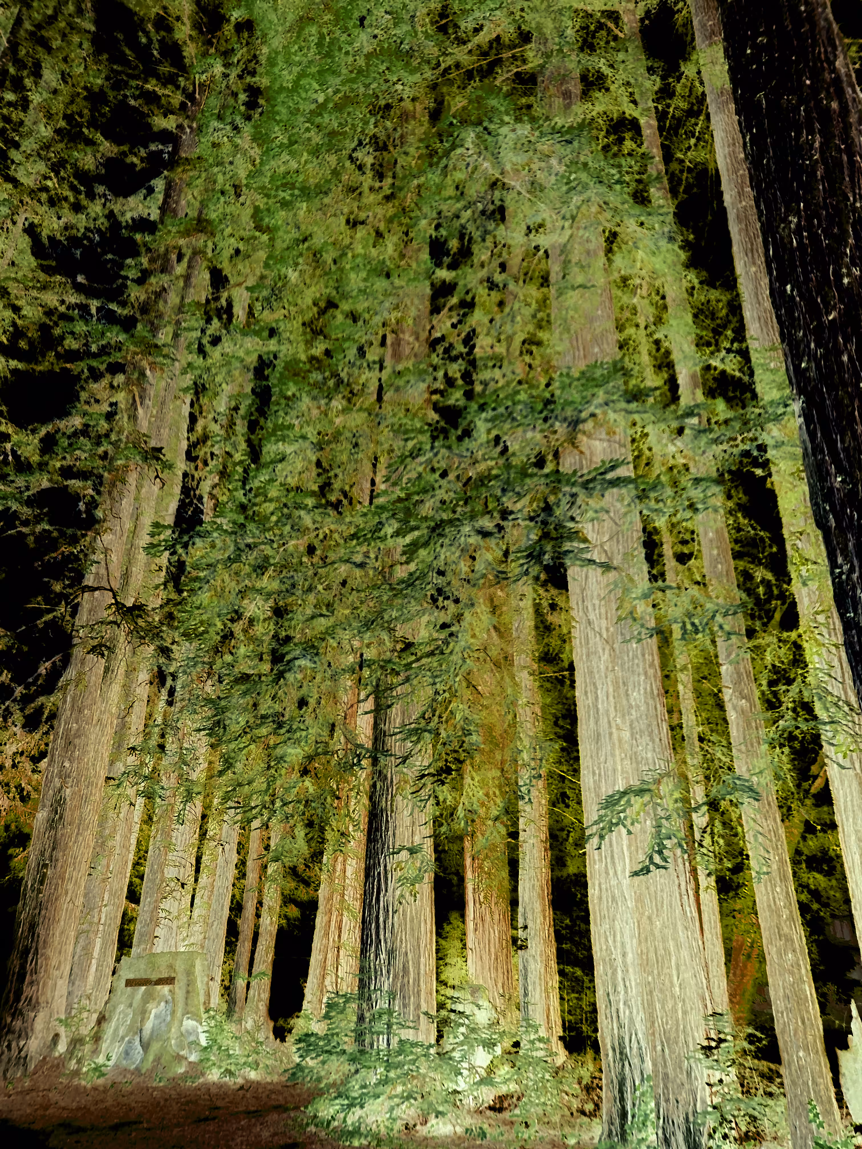Redwood Lodge