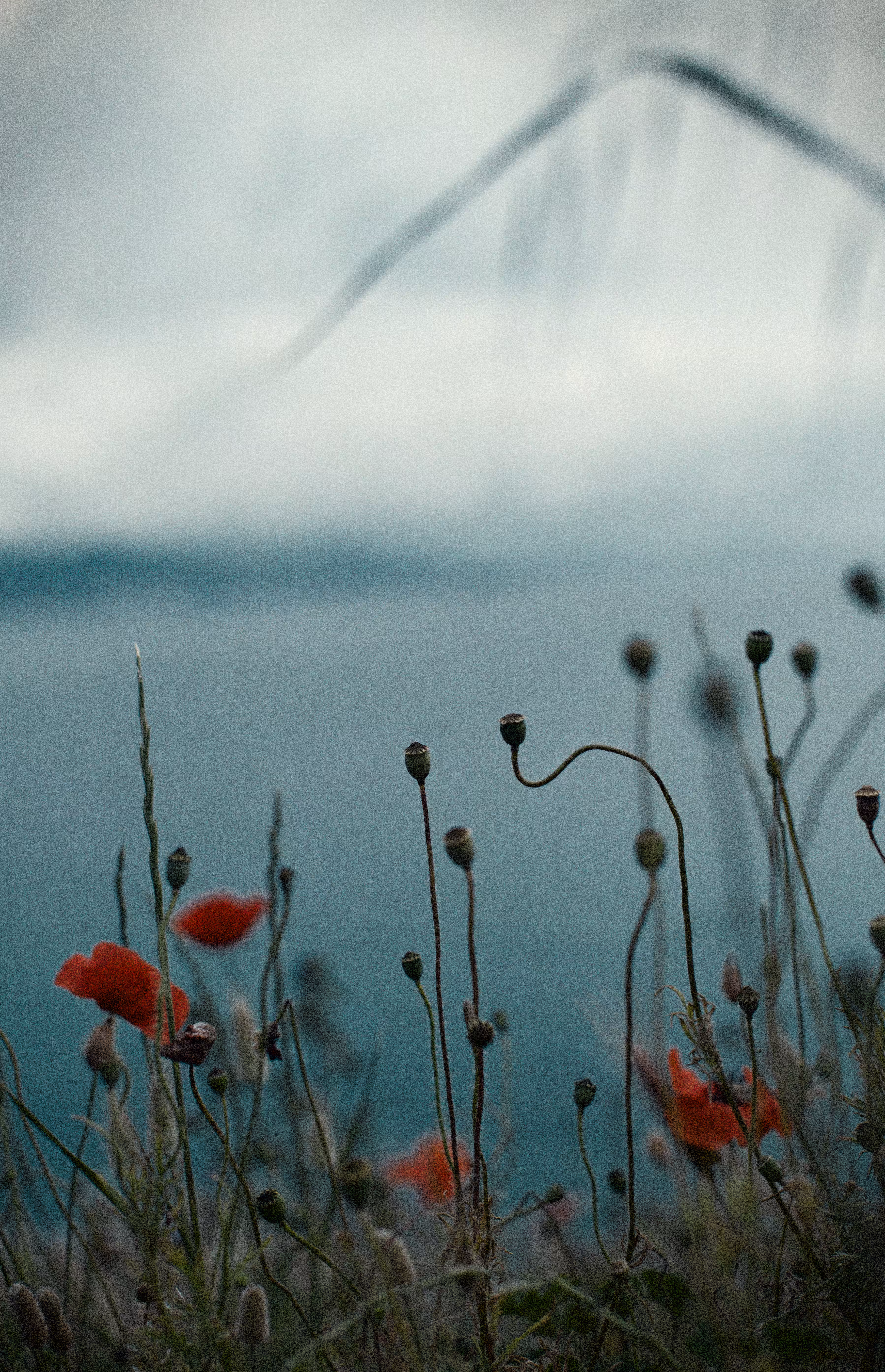 Petals at the Edge of Night