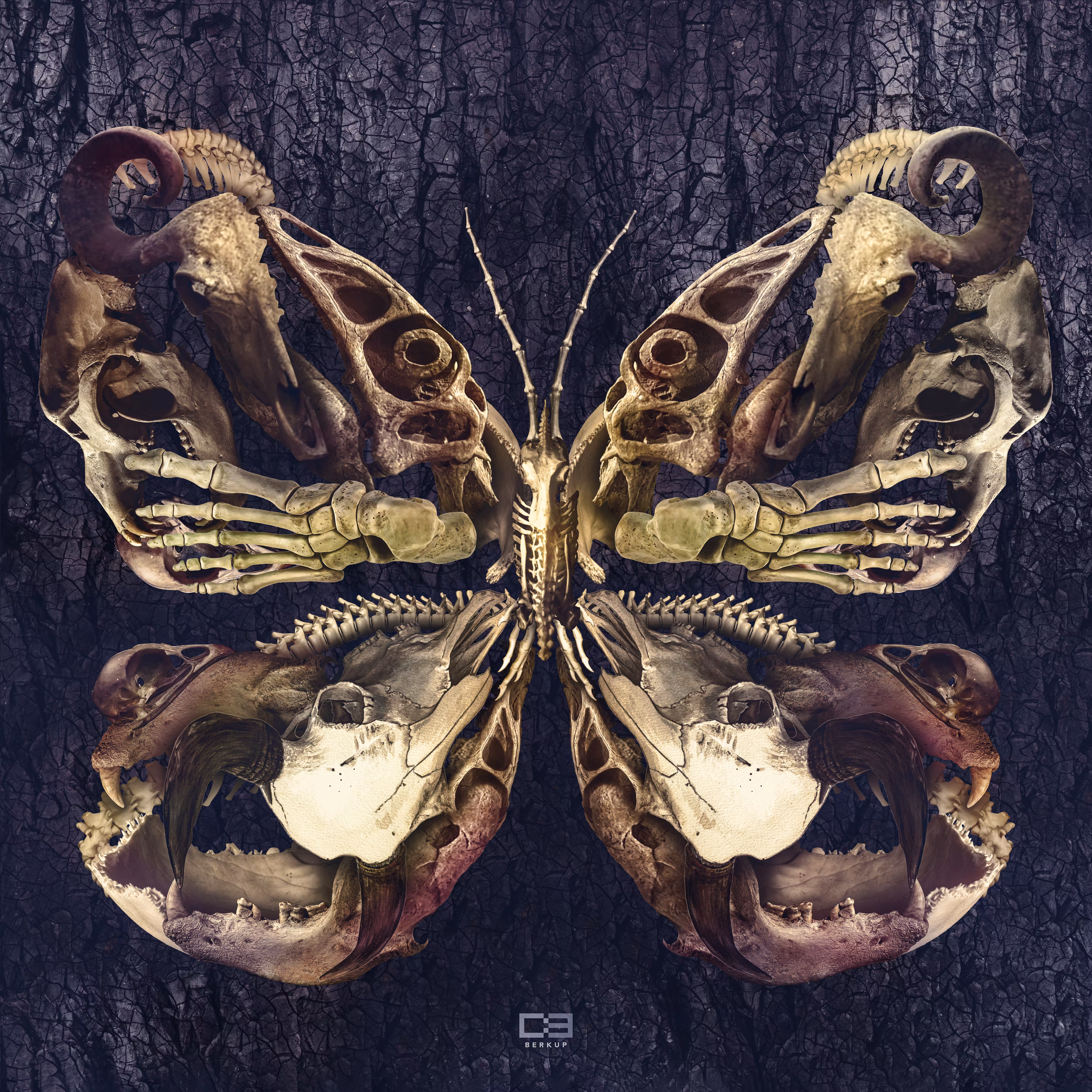 Betterfly - Bones