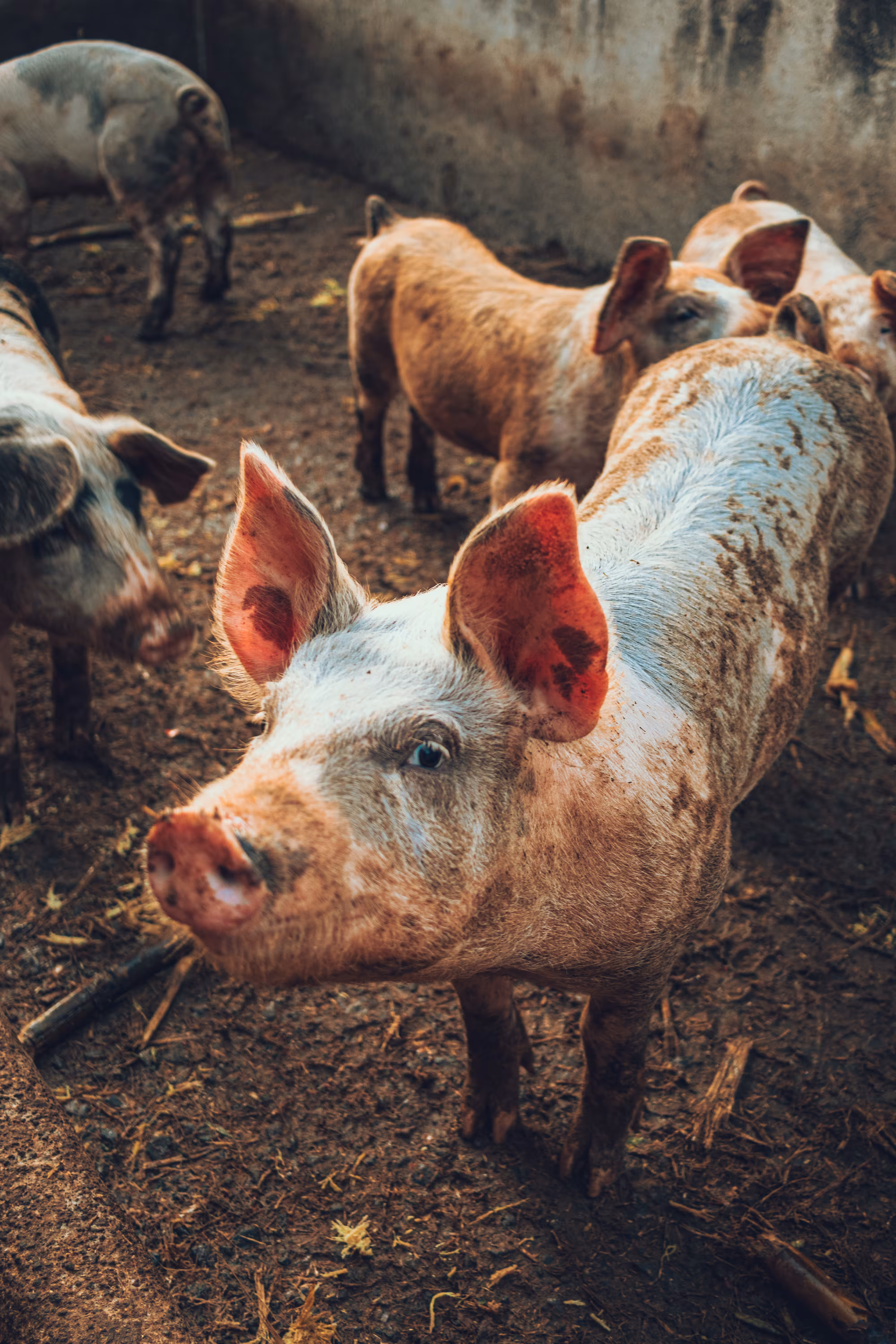 Pig model.