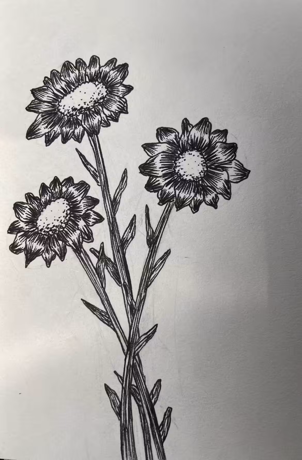 Sunflower of summer