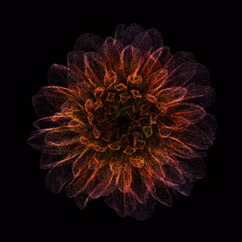 Dahlia Pinnata 30 #100