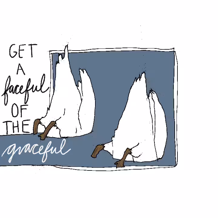 get a faceful of the graceful