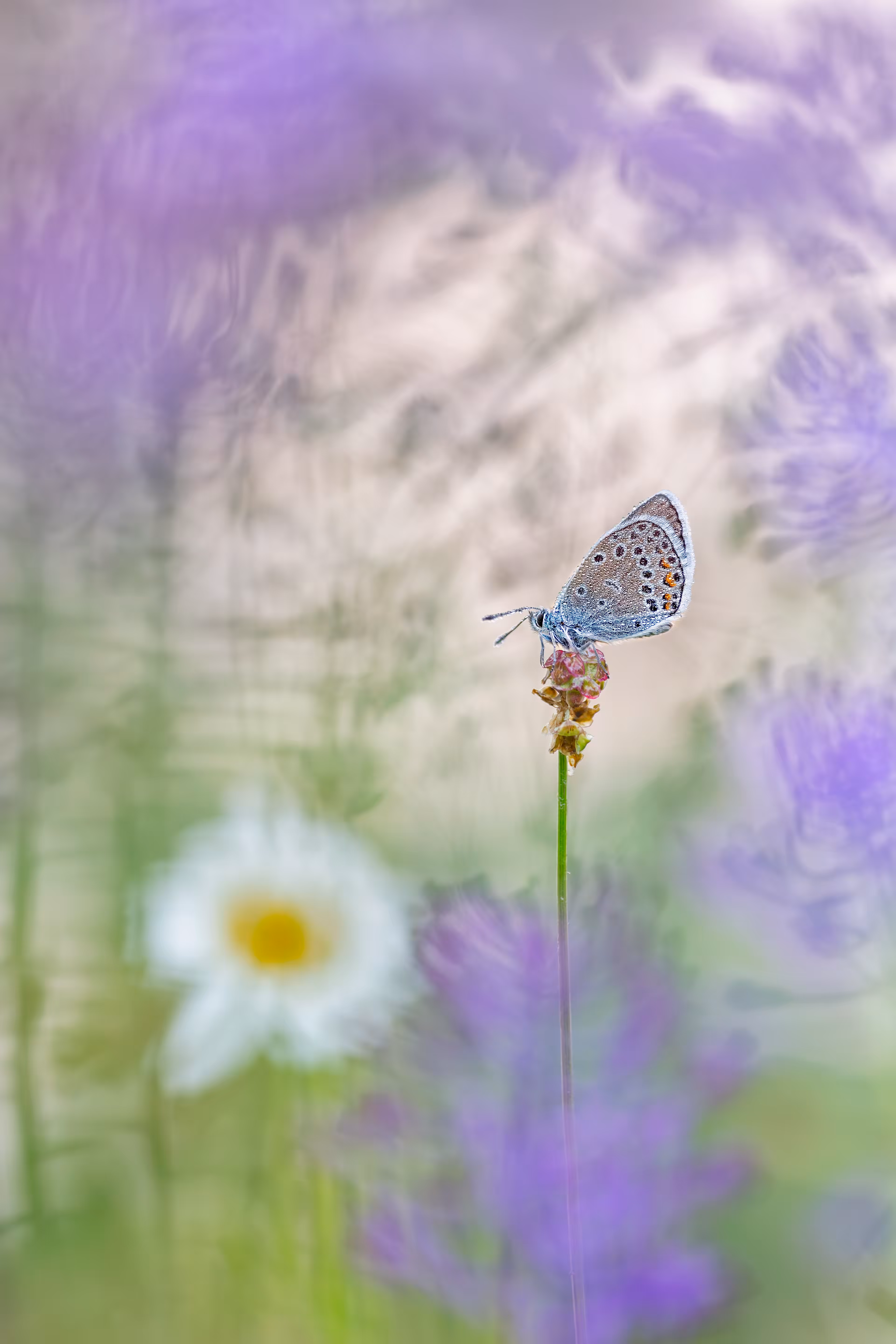 Flower Meadow