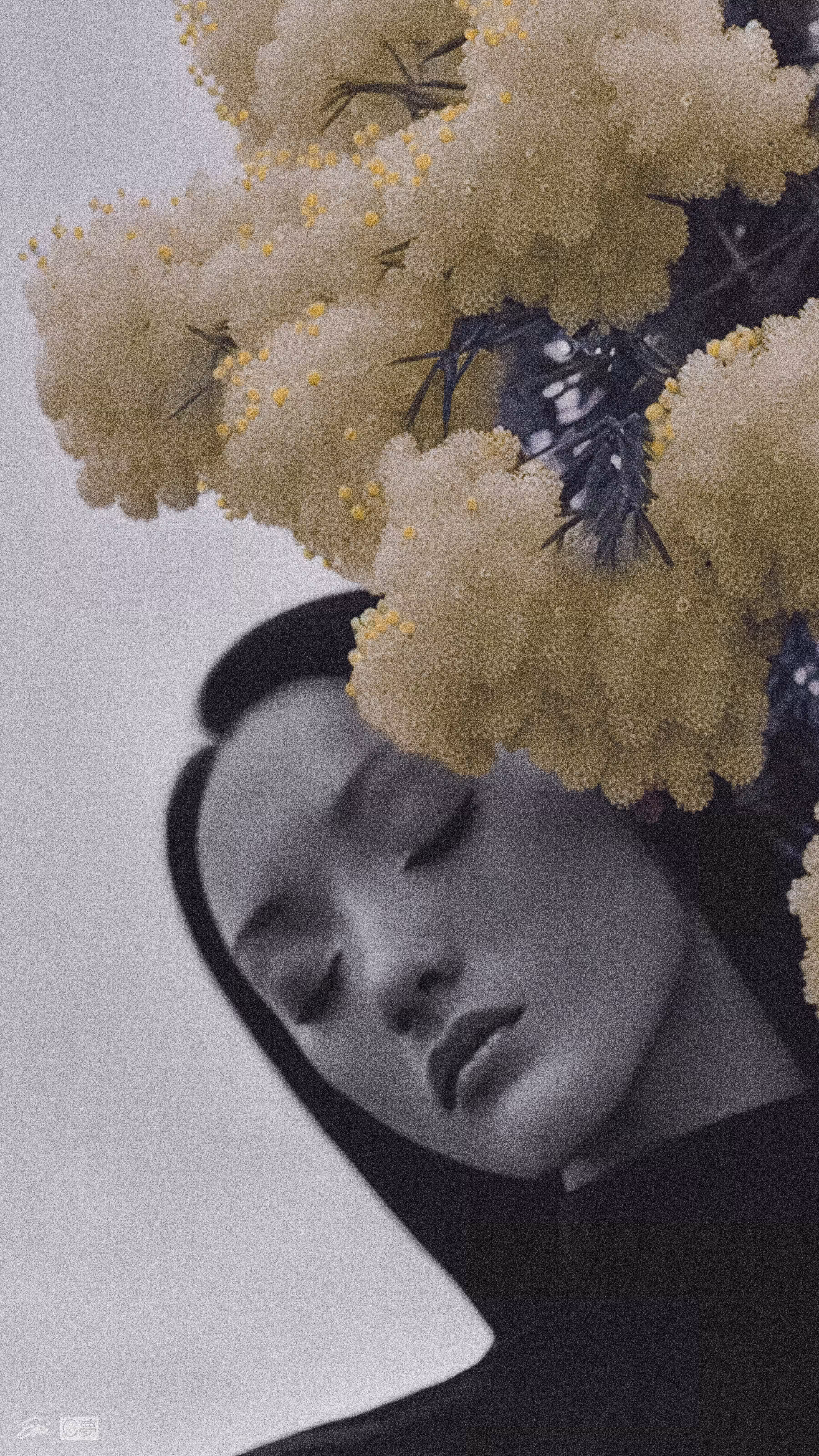 CONCRETE DREAMS®: C夢 — MIMOSA