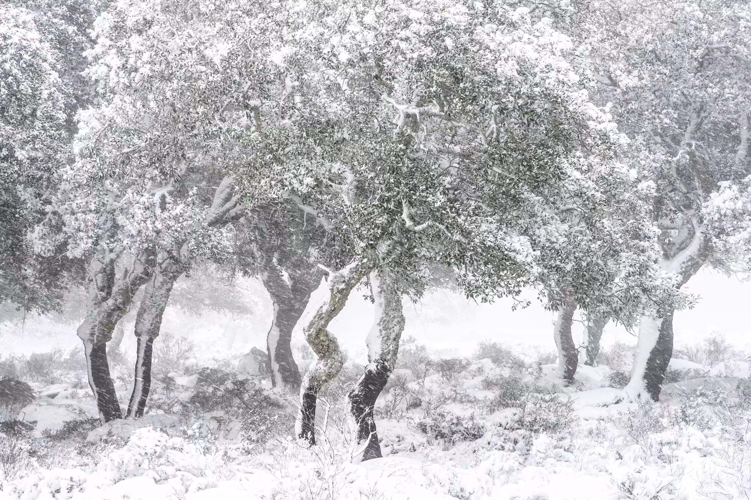 Winter in the Giara #7