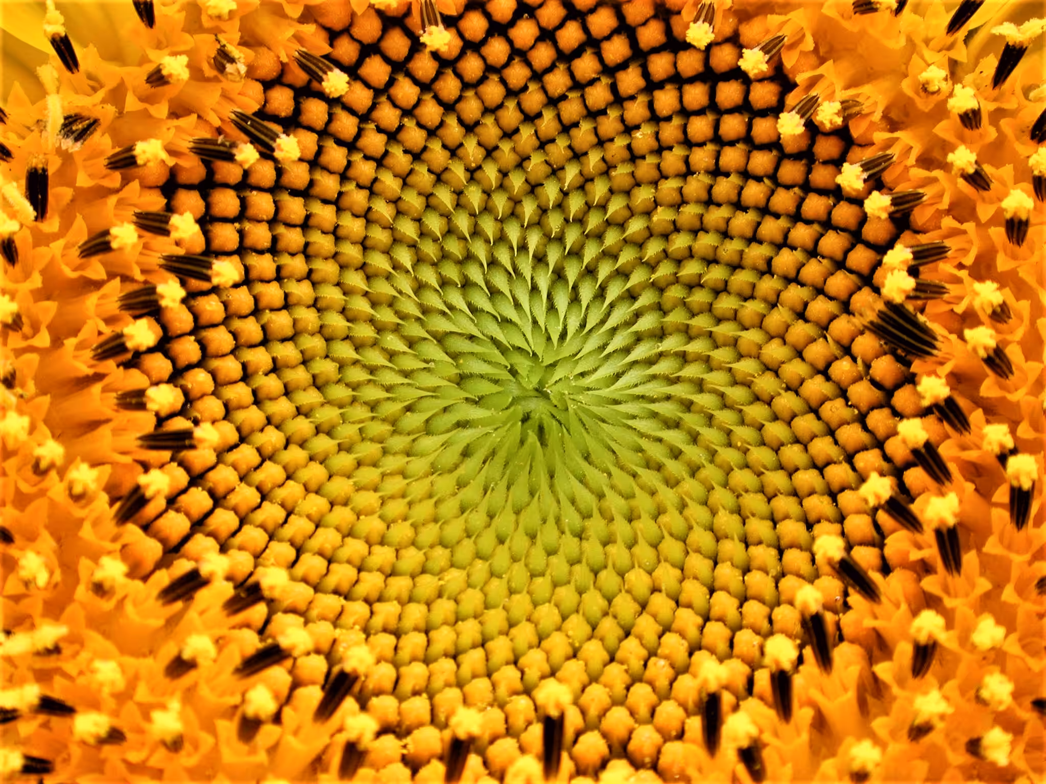 XTZ Flower 11